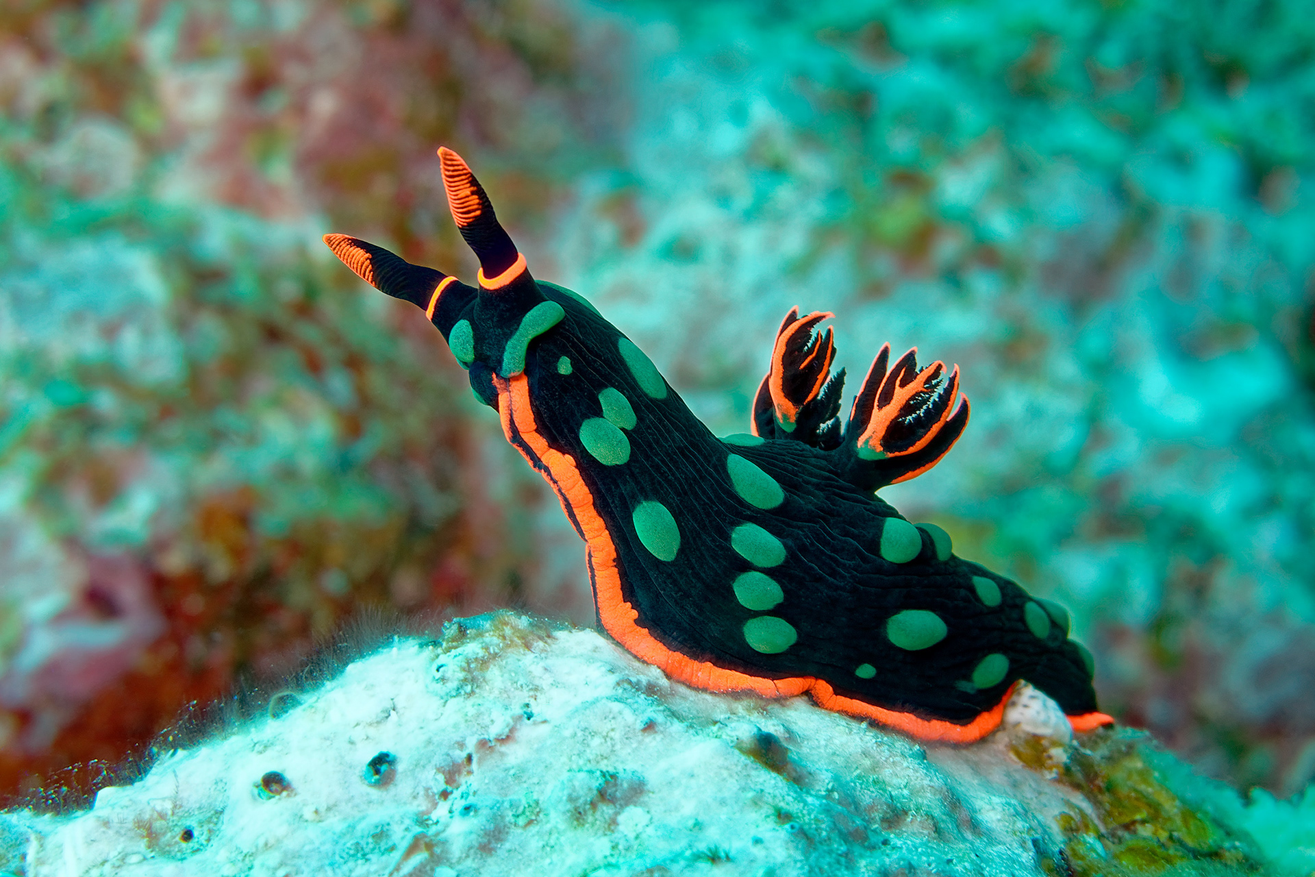Dusky nembrotha - Nembrotha kubaryana