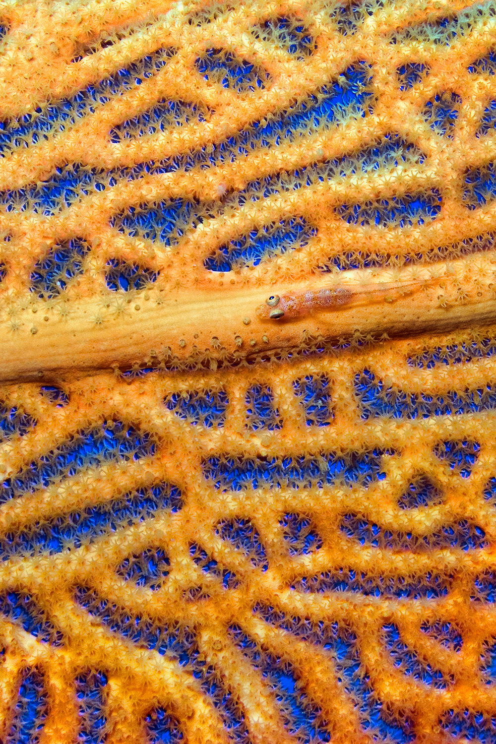 Large whip goby - Bryaninops amplus