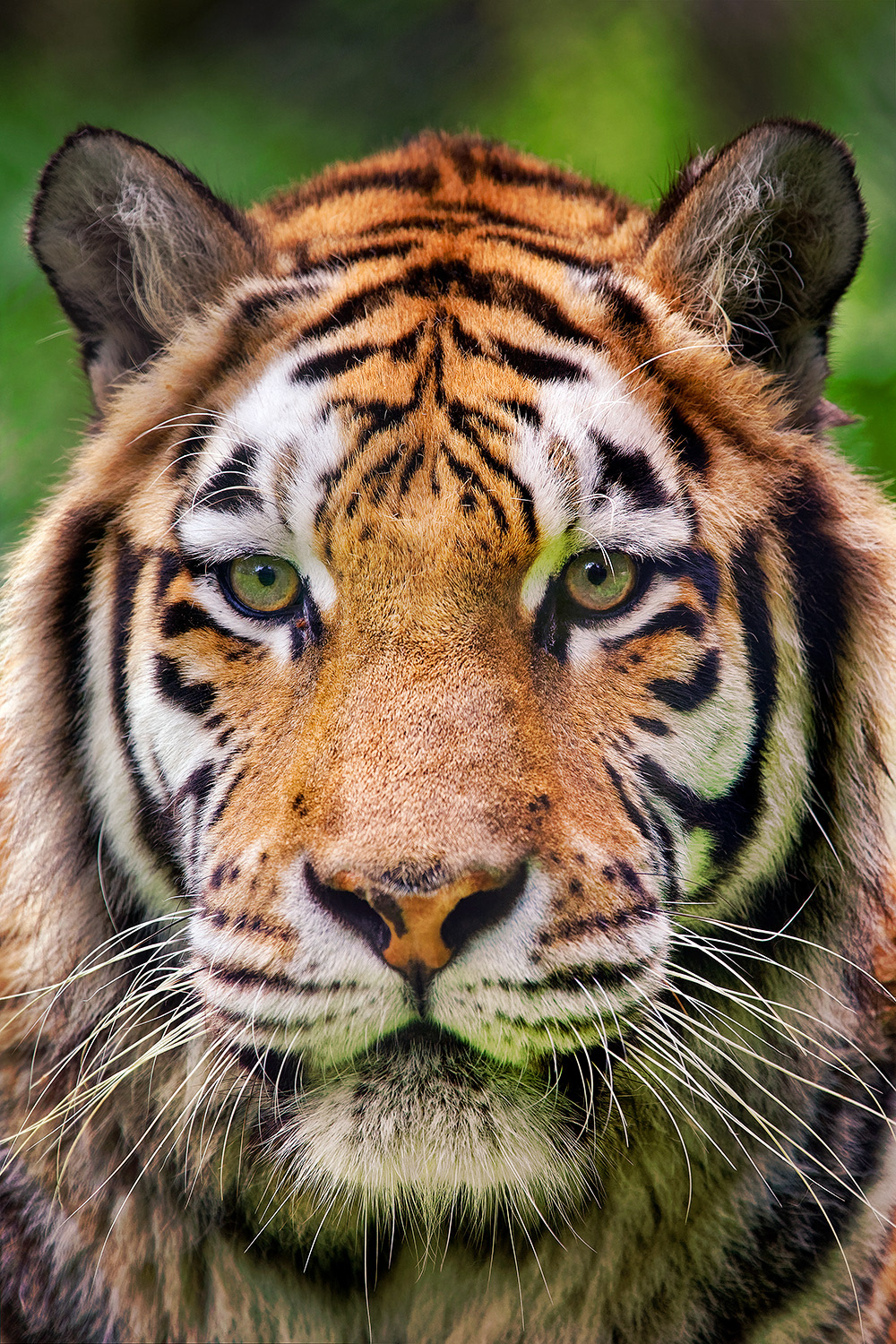 Siberian tiger - Panthera tigris altaica