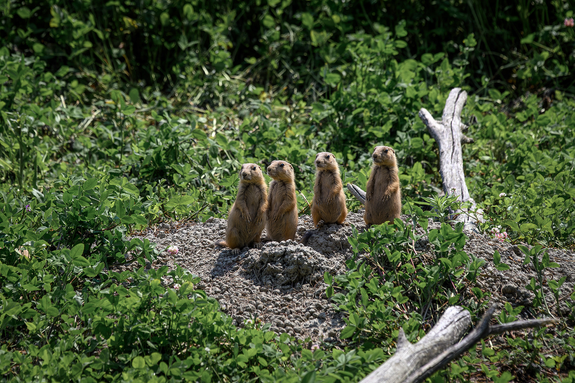Black-tailed prairie dog - Cynomys ludovicianus