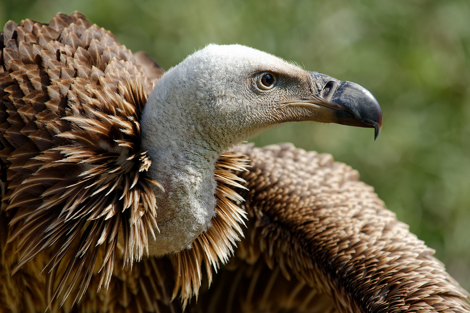 Rüppell's vulture - Gyps rueppelli