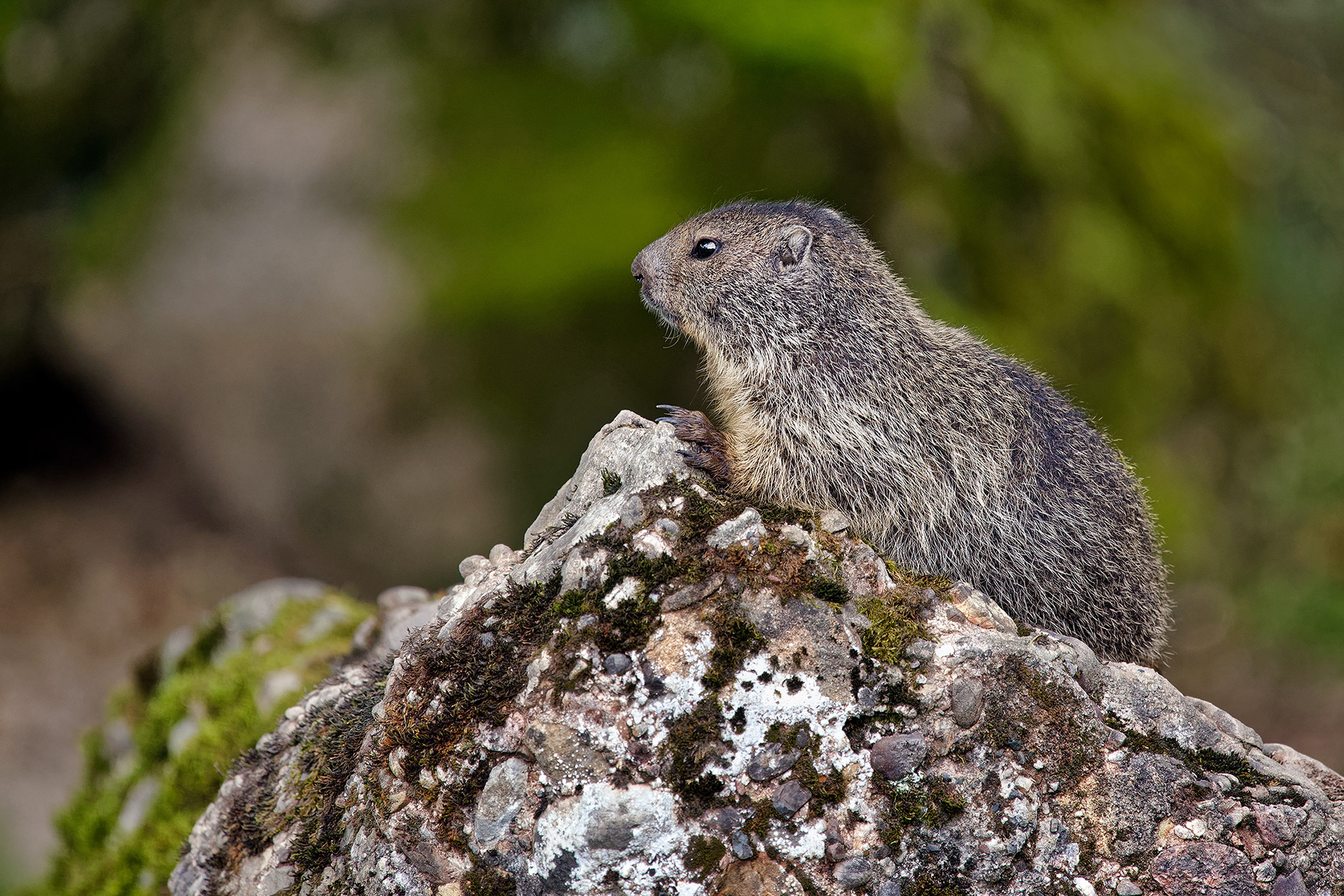 Alpine marmot - Marmota marmota