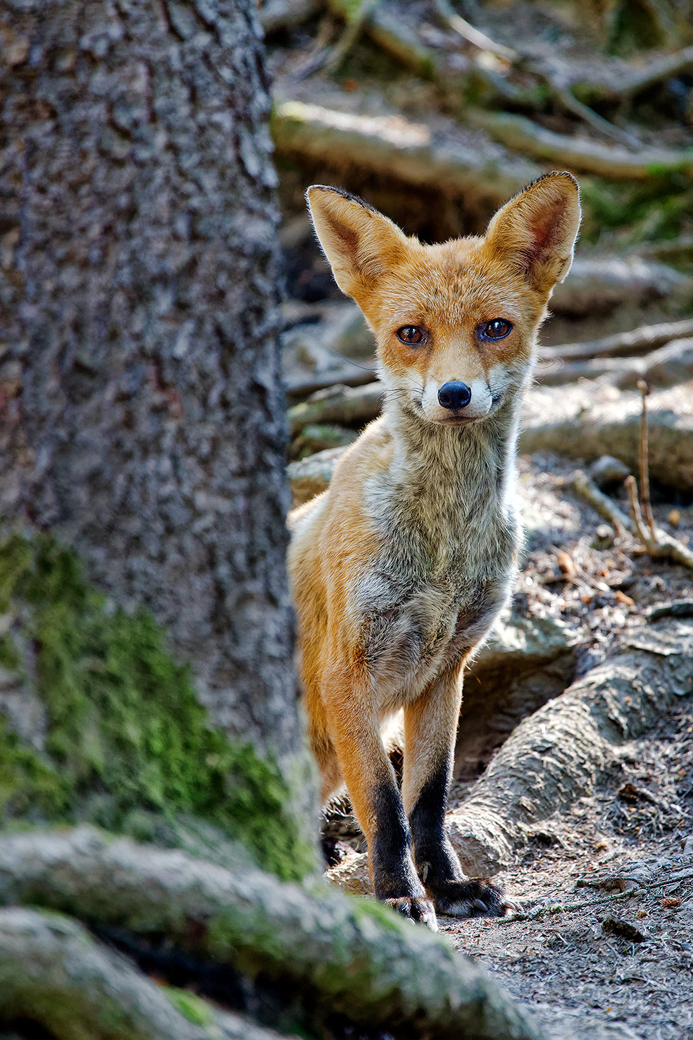 Young red fox - Vulpes vulpes