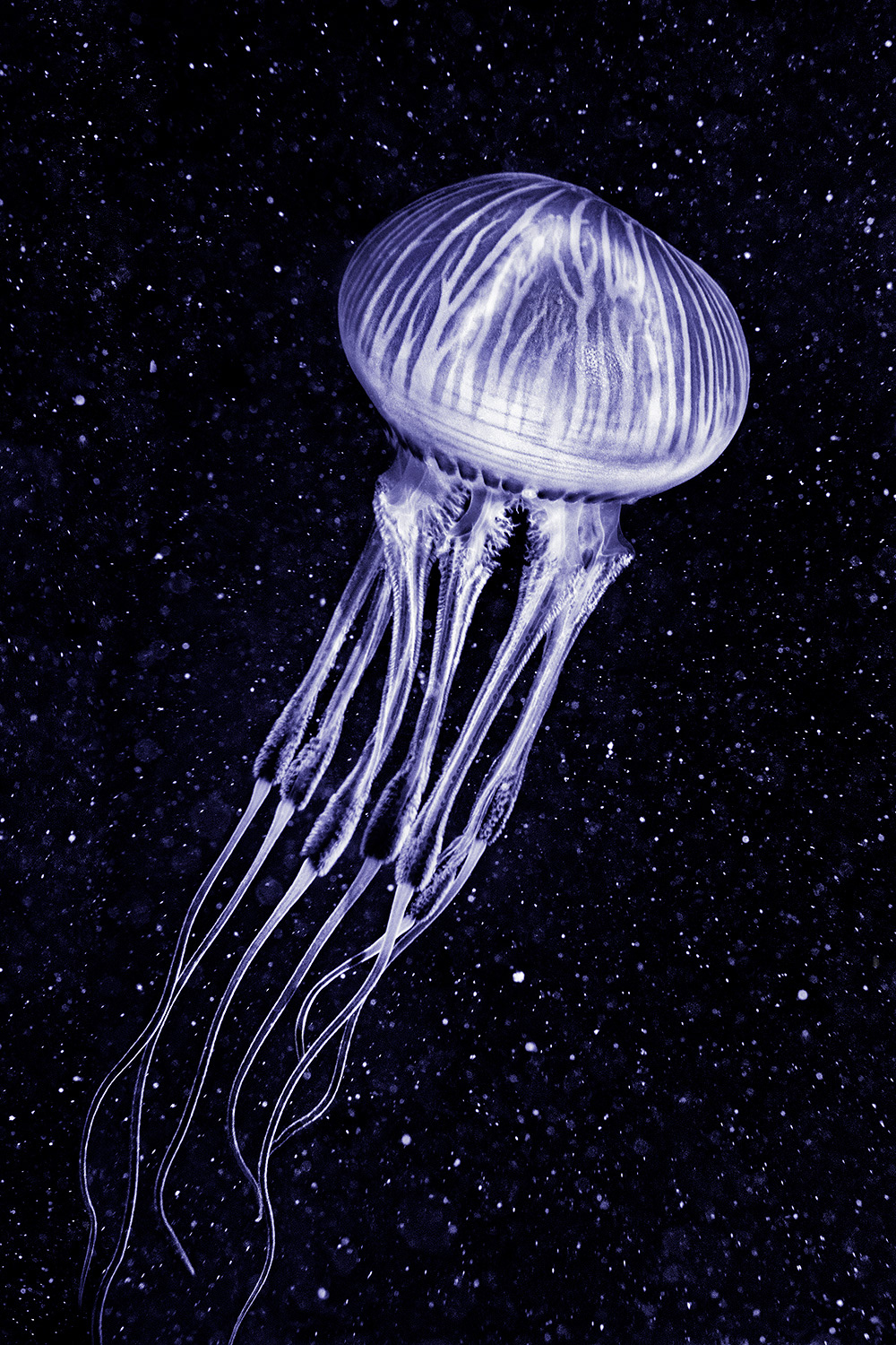 Jellyfish (Unknown scientific name)