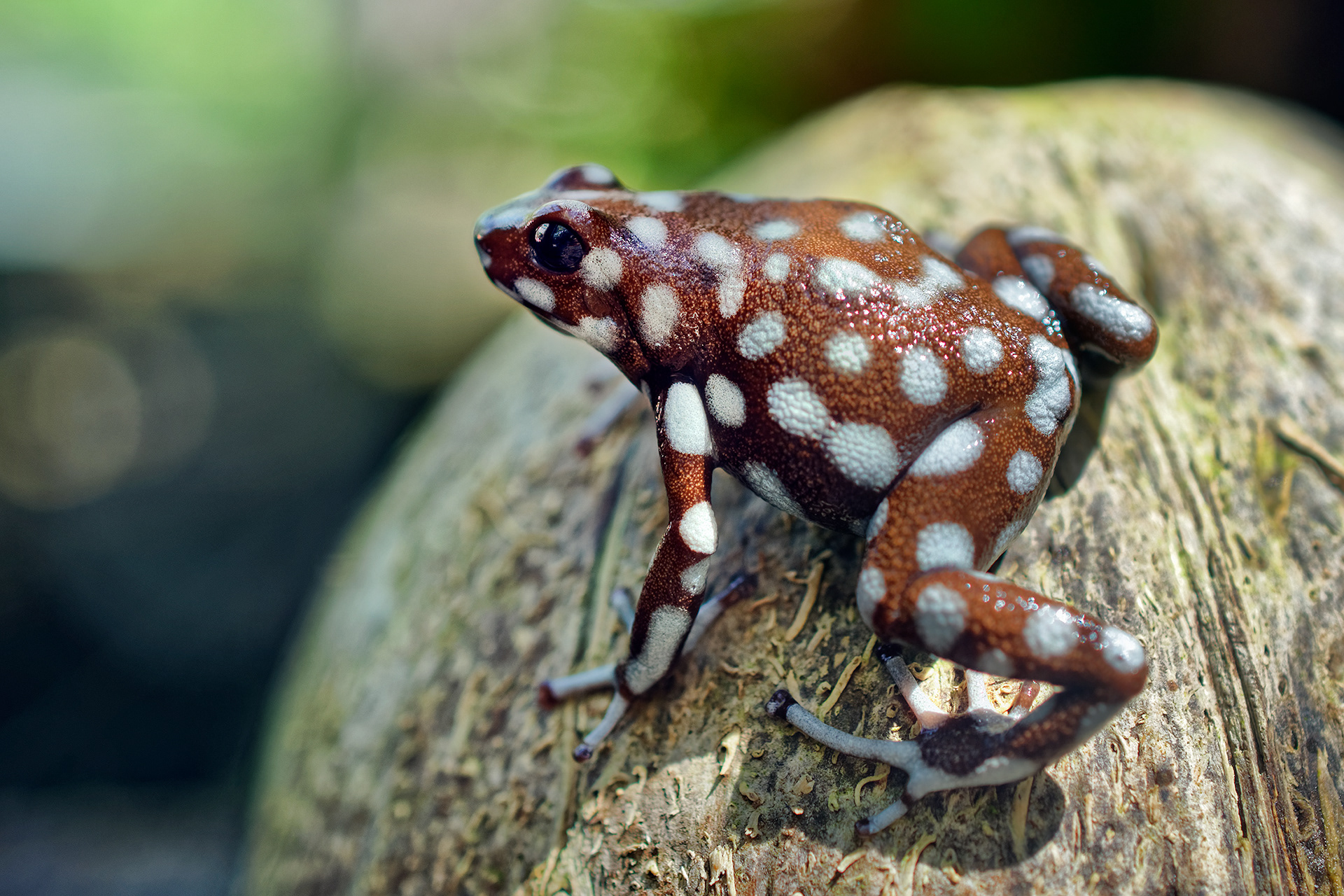 Marañón poison frog - Excidobates mysteriosus 