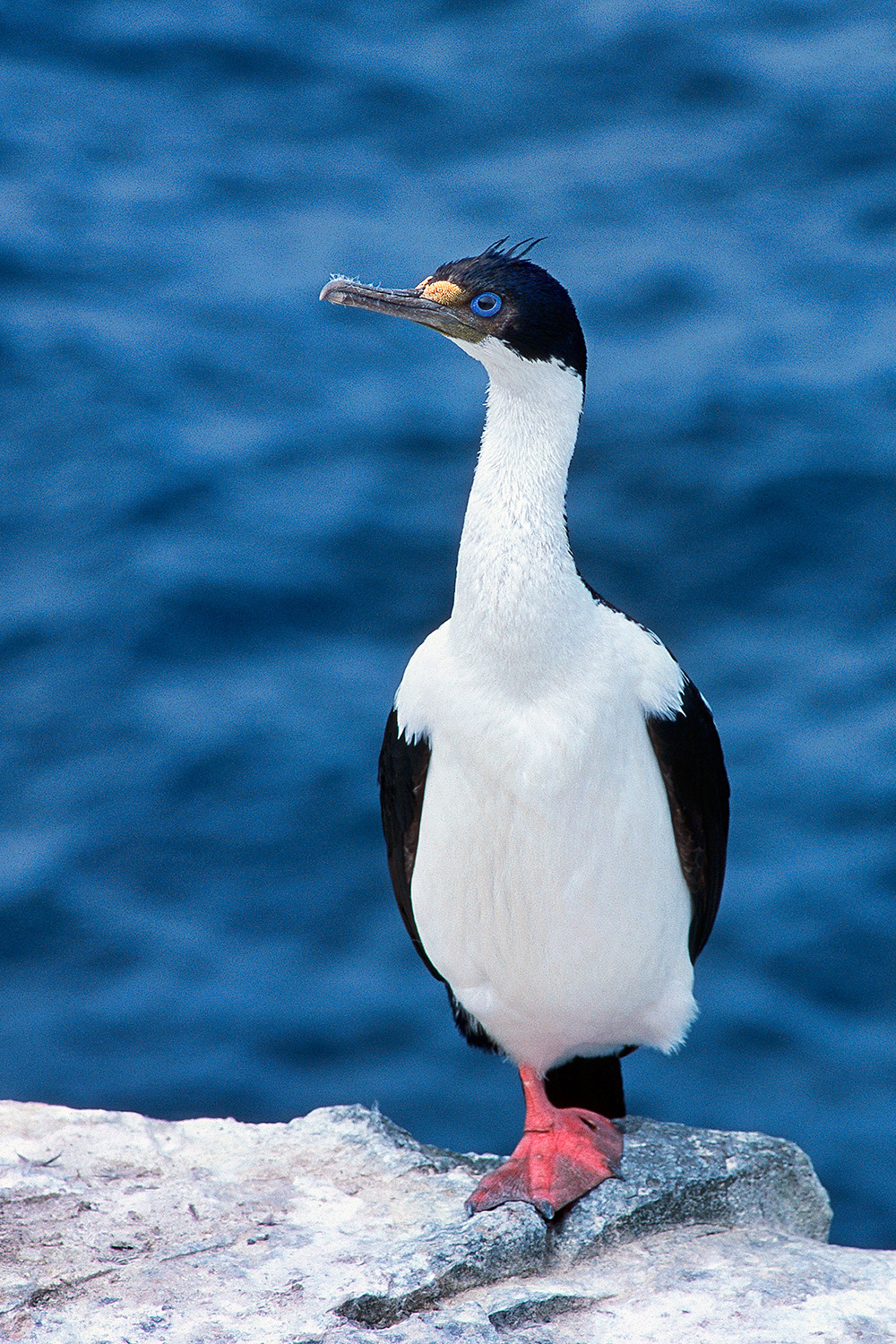 King cormorant - Phalacrocorax atriceps albiventer