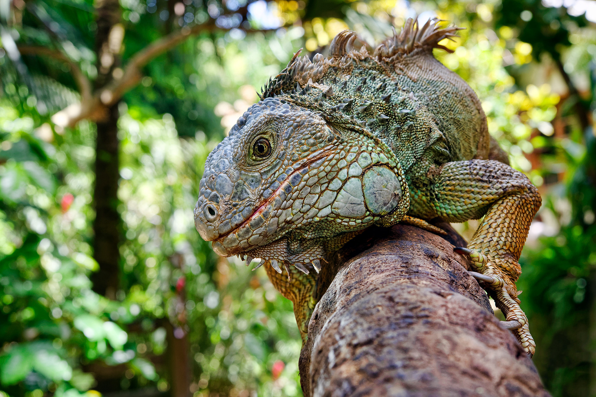 Green iguana - Iguana iguana