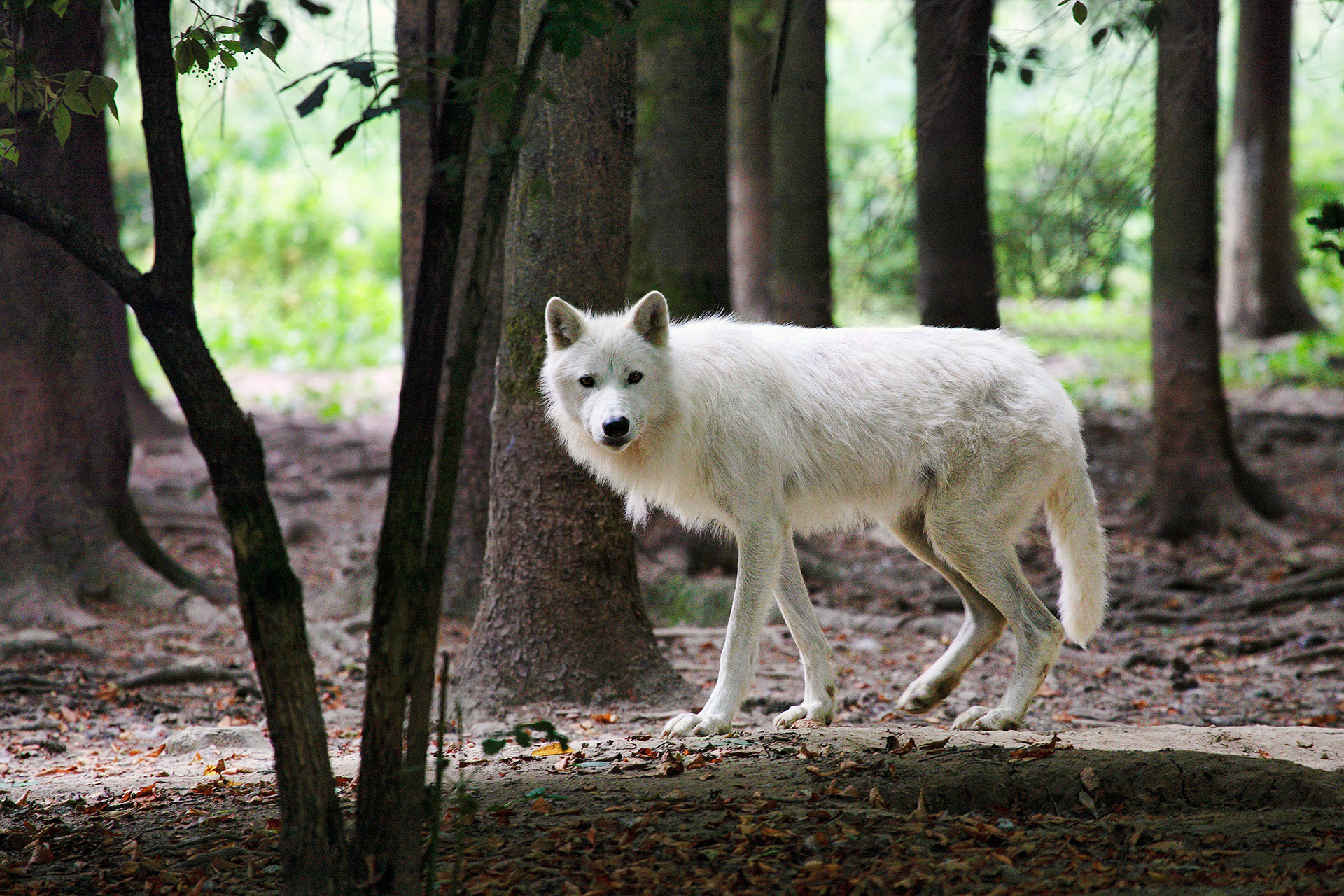 Arctic wolf - Canis lupus arctos