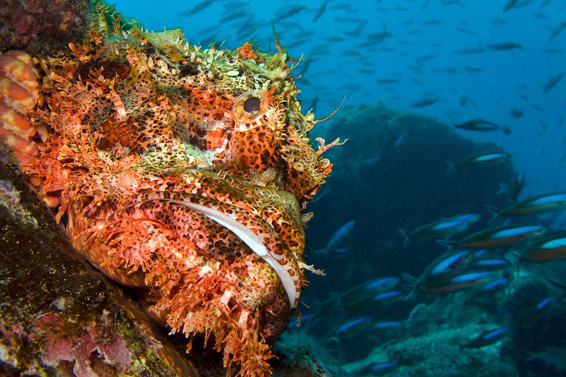 Raggy scorpionfish - Scorpaenopsis venosa