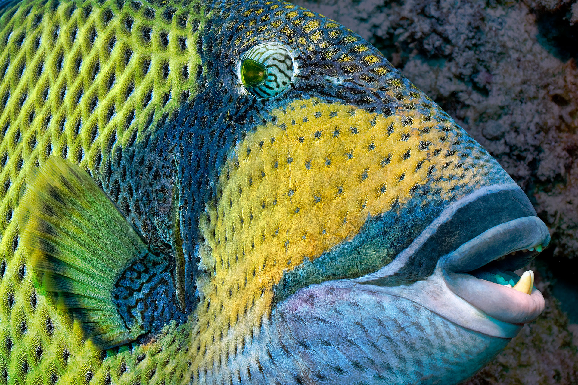Titan triggerfish - Balistoides viridescens