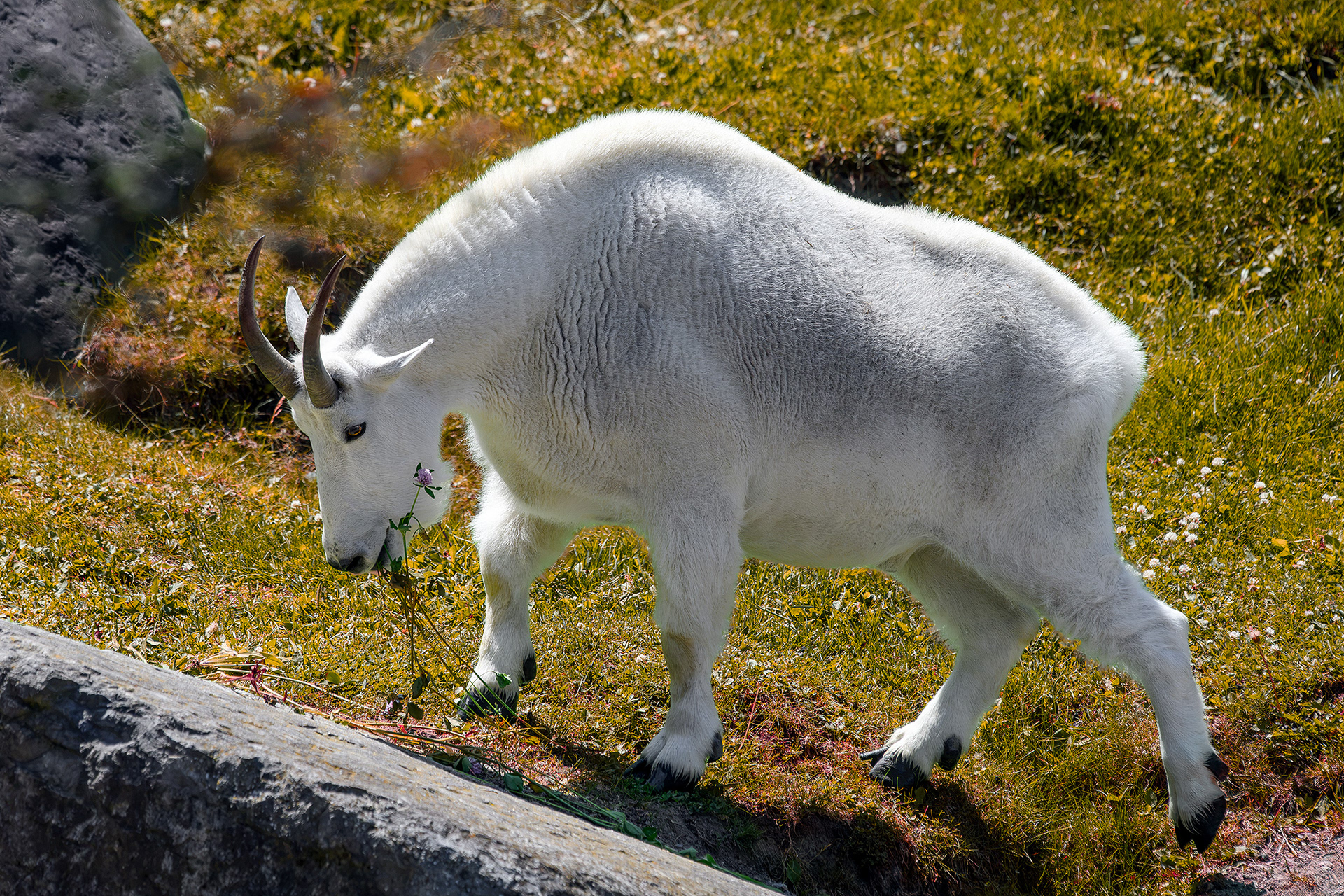 Rocky mountain goat - Oreamnos americanus