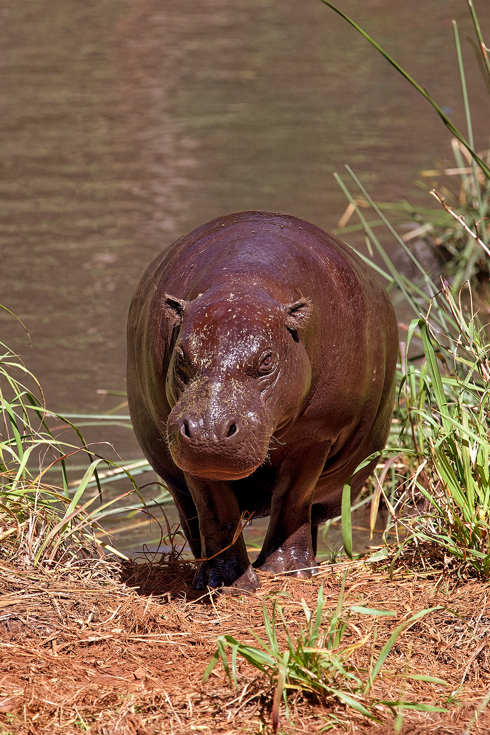 Pygmy hippopotamus - Choeropsis liberiensis