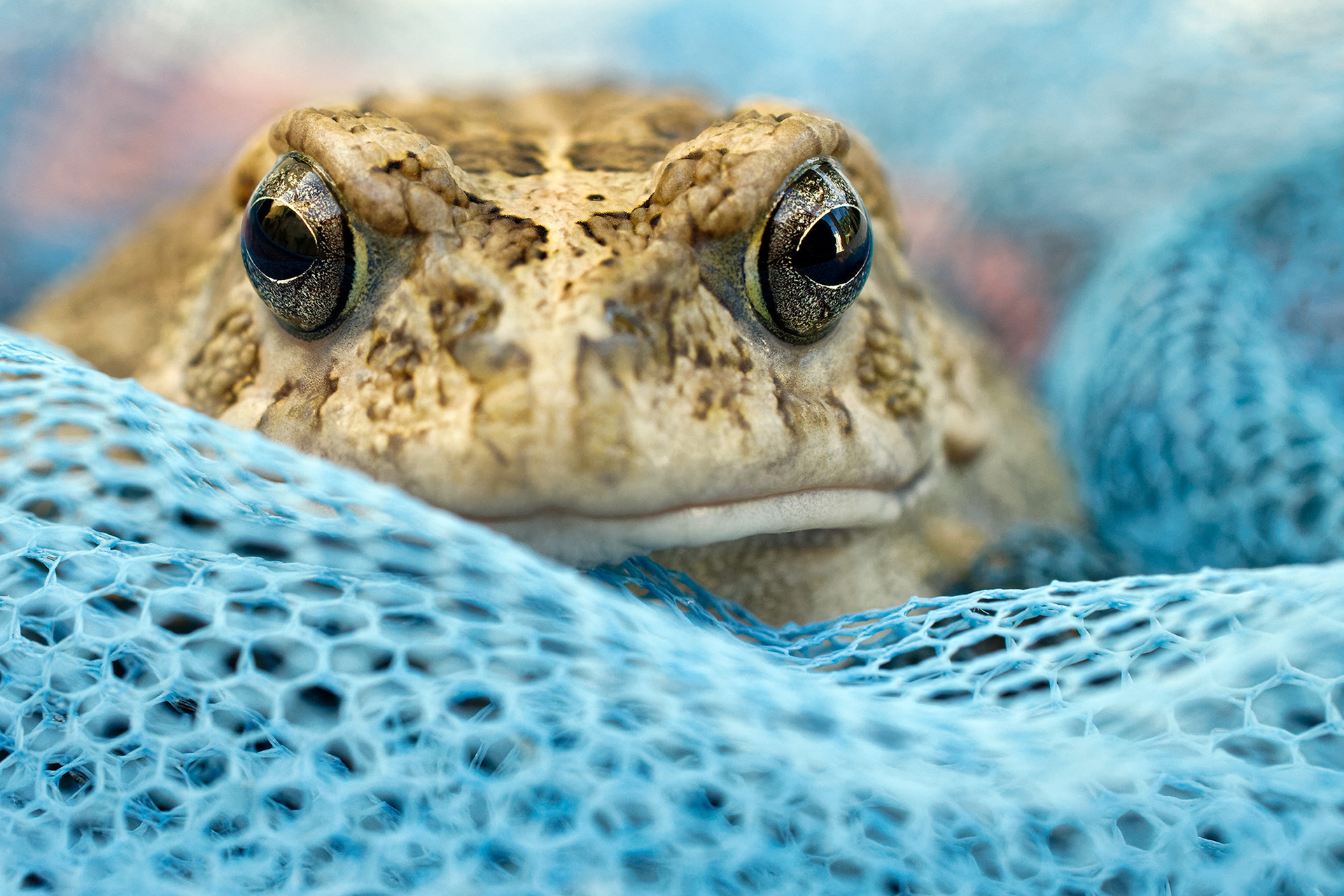 Guttural toad - Bufo gutturalis