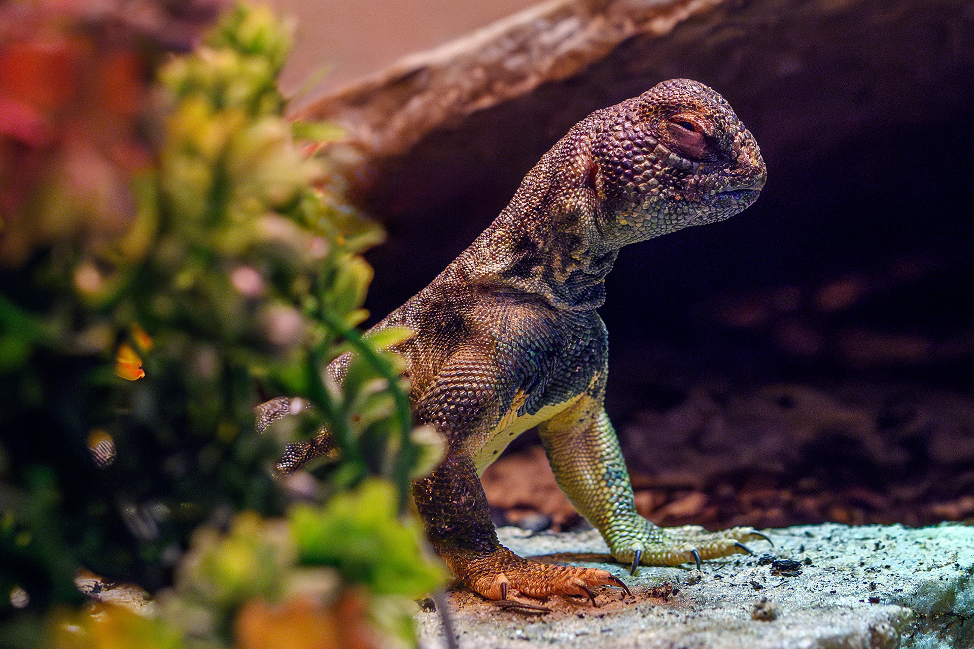 Omani spiny-tailed lizard - Uromastyx thomasi