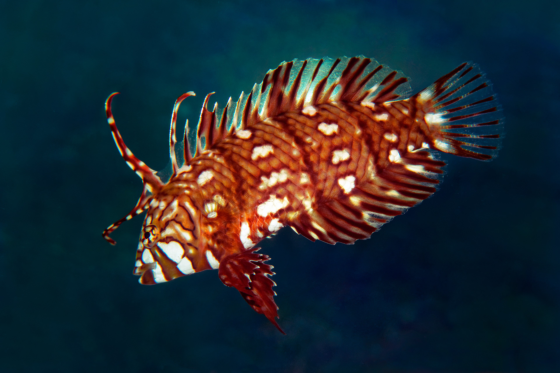 Rockmover wrasse (juvenile) - Novaculichthys taeniourus