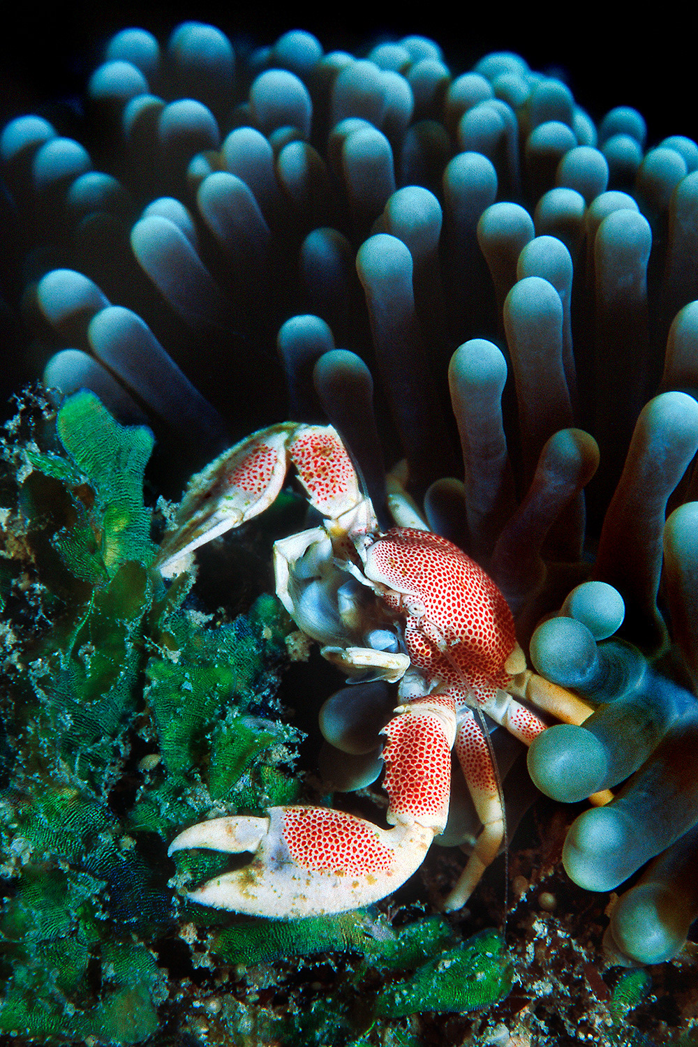 Porcelain crab - Neopetrolisthes maculatus