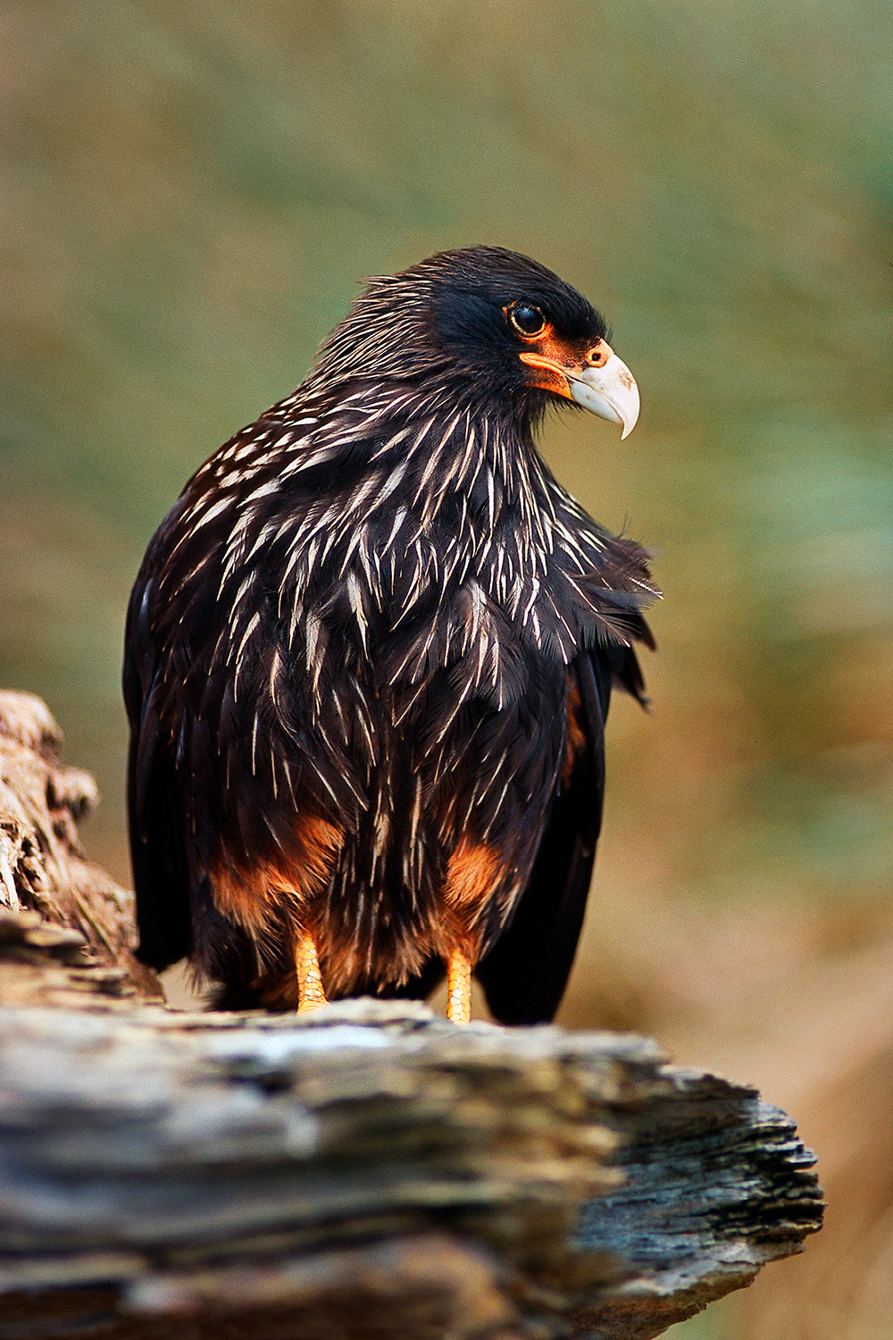 Striated Caracara - Phalcoboenus australis