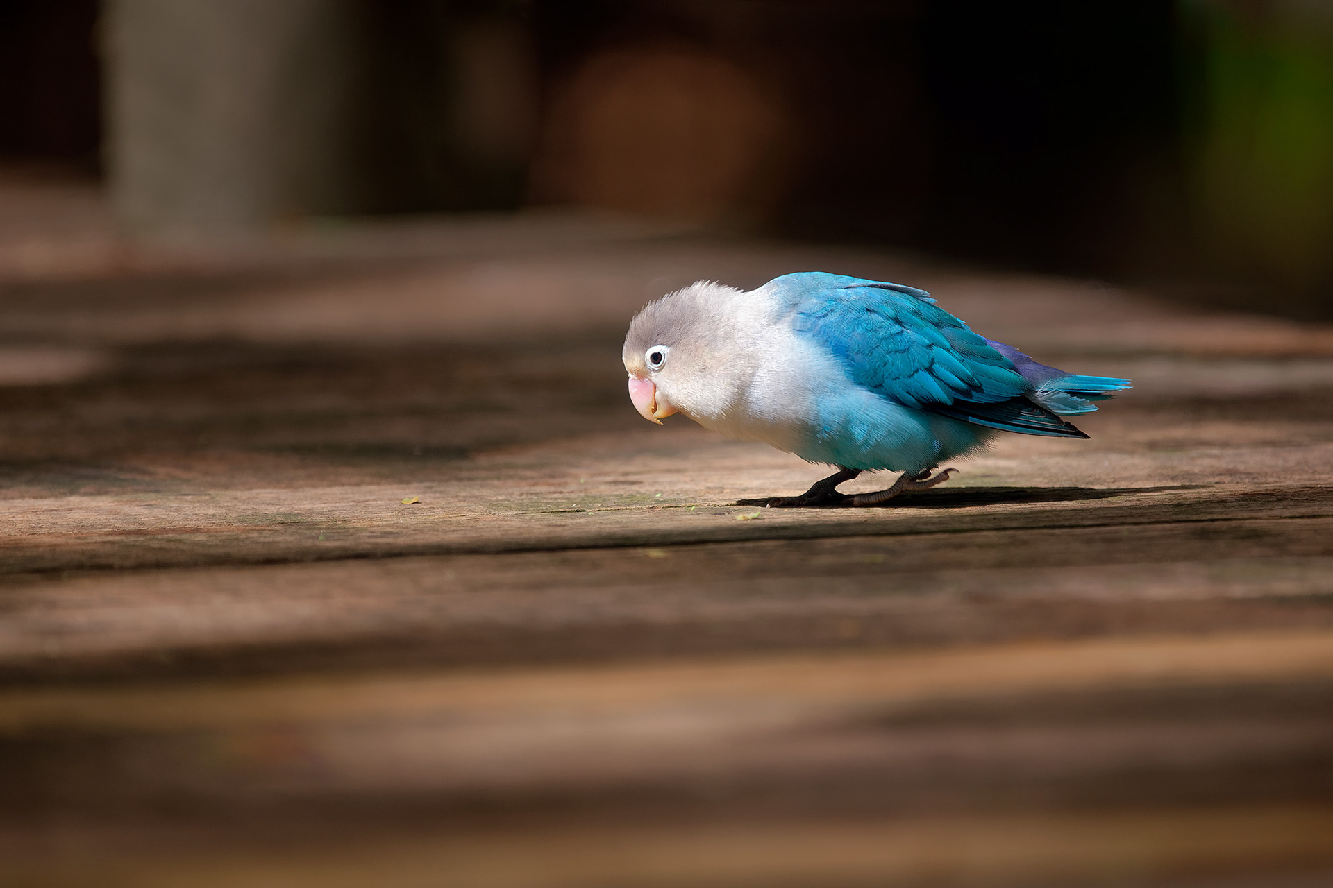 Fischer's lovebird (blue morph) - Agapornis fischeri