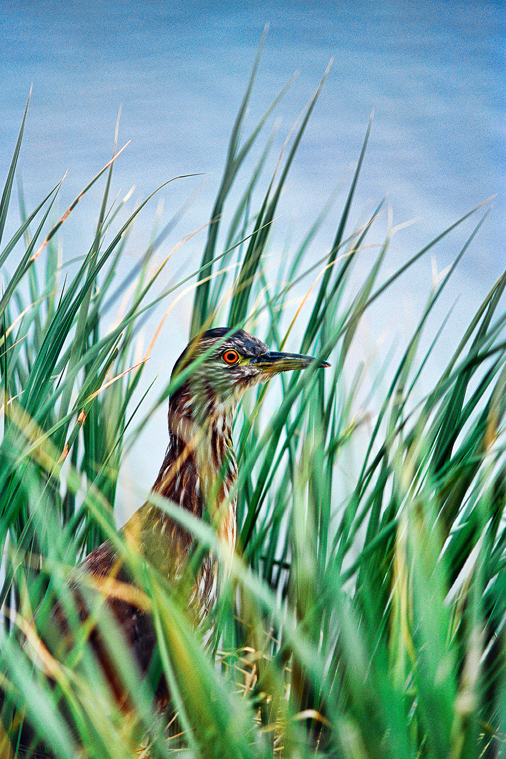 Black Crowned Night Heron (immature) - Nycticorax nycticorax cyanocephalus