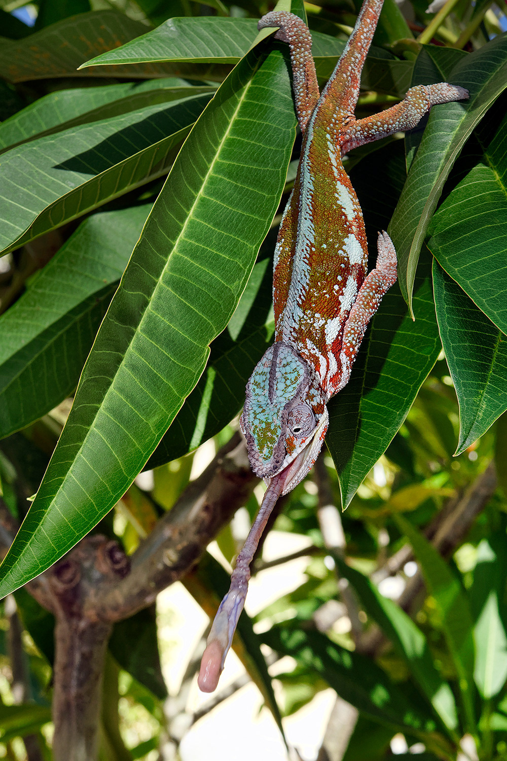 Panther chameleon - Furcifer pardalis