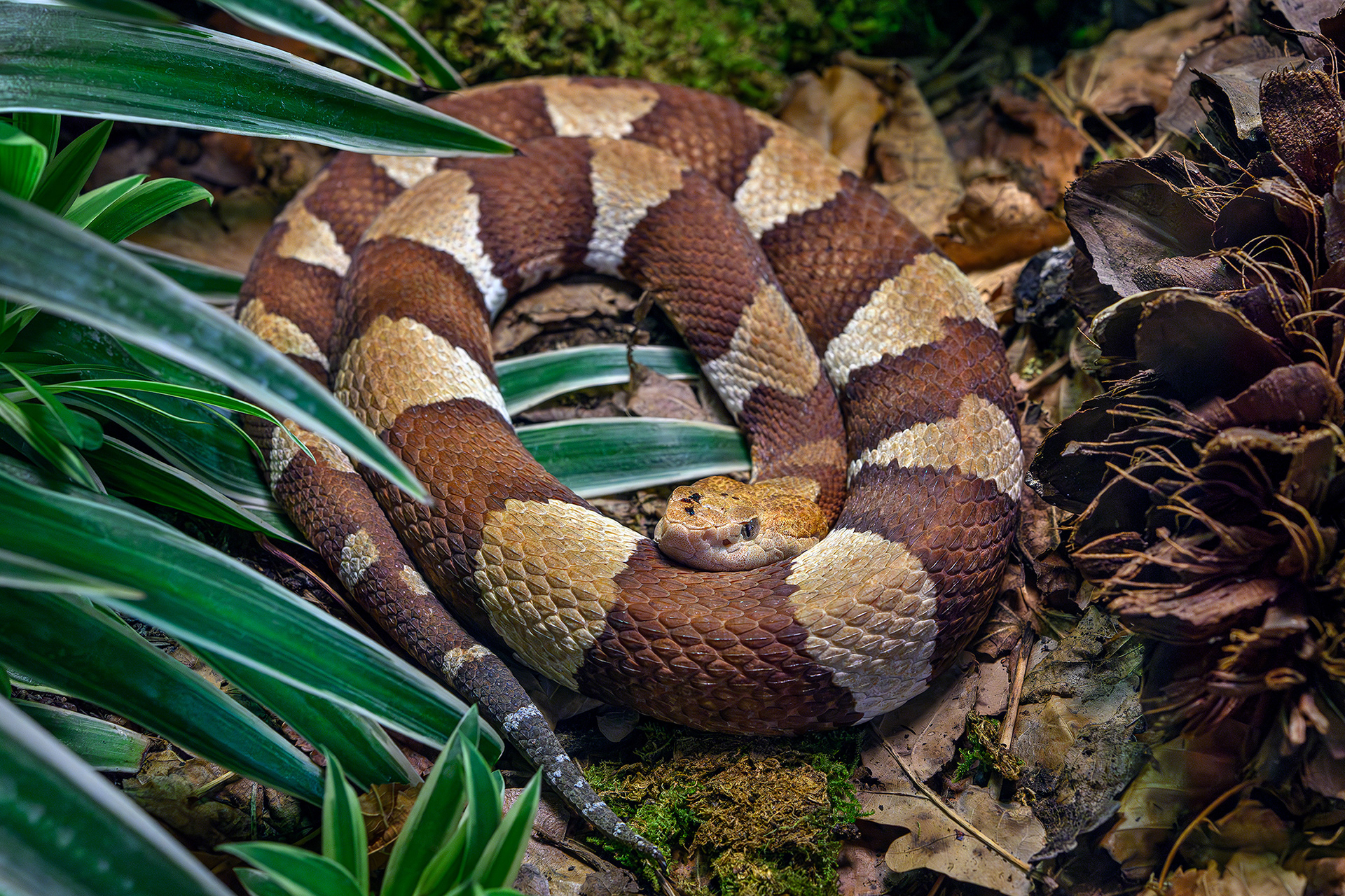 Eastern copperhead - Agkistrodon contortrix