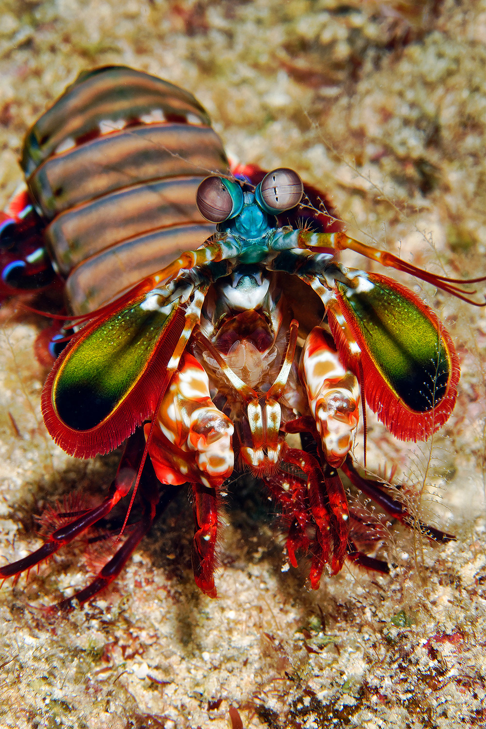 Peacock mantis shrimp - Odontodactylus scyllarus