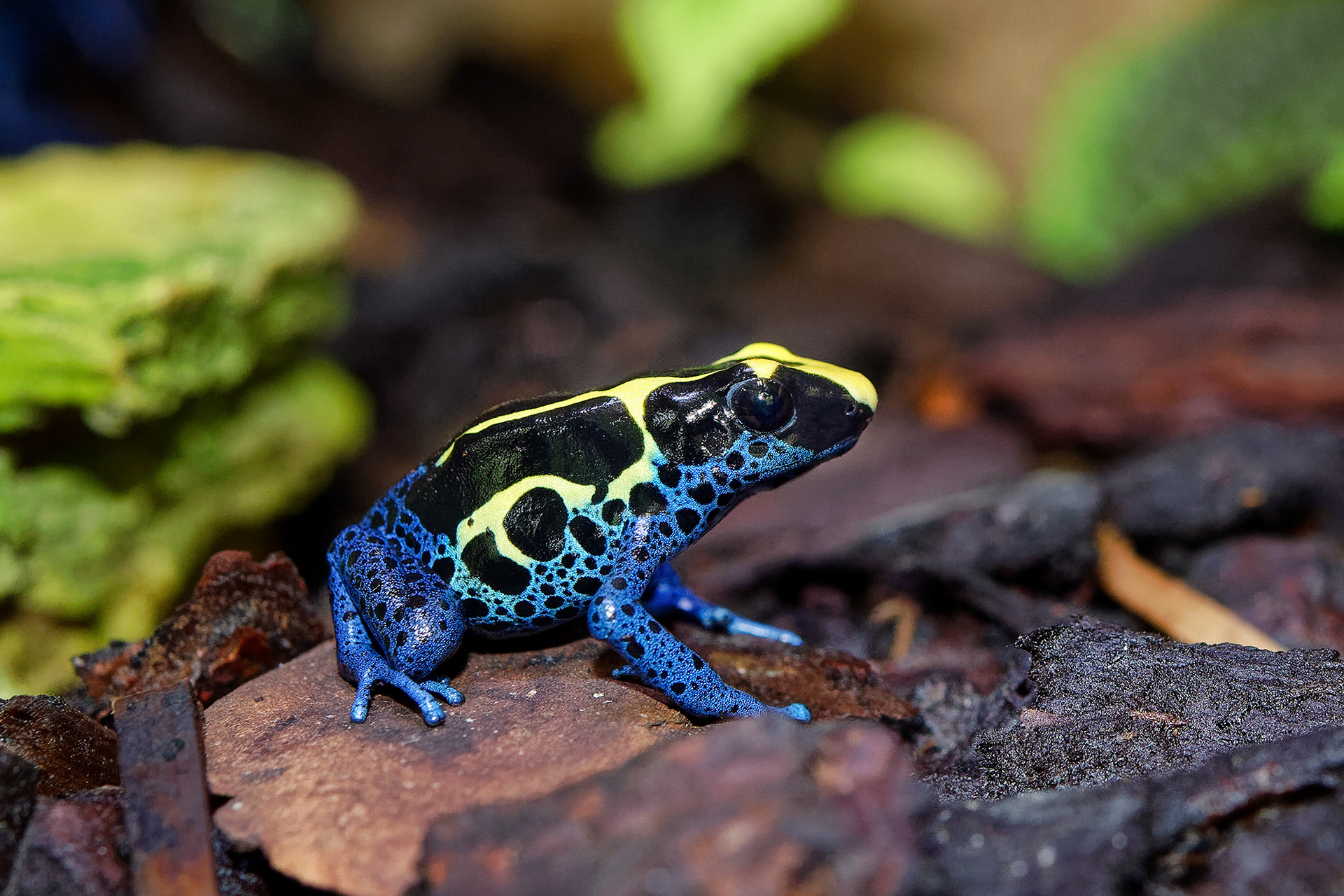 Dyeing poison dart frog - Dendrobates tinctorius