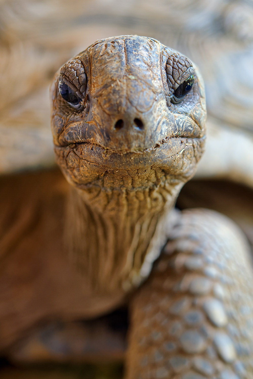 Aldabra giant tortoise - Aldabrachelys gigantea