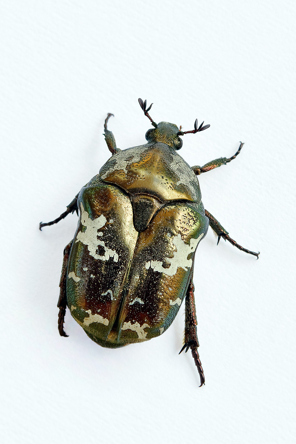 Flower chafer beetle - Protaetia aurichalcea