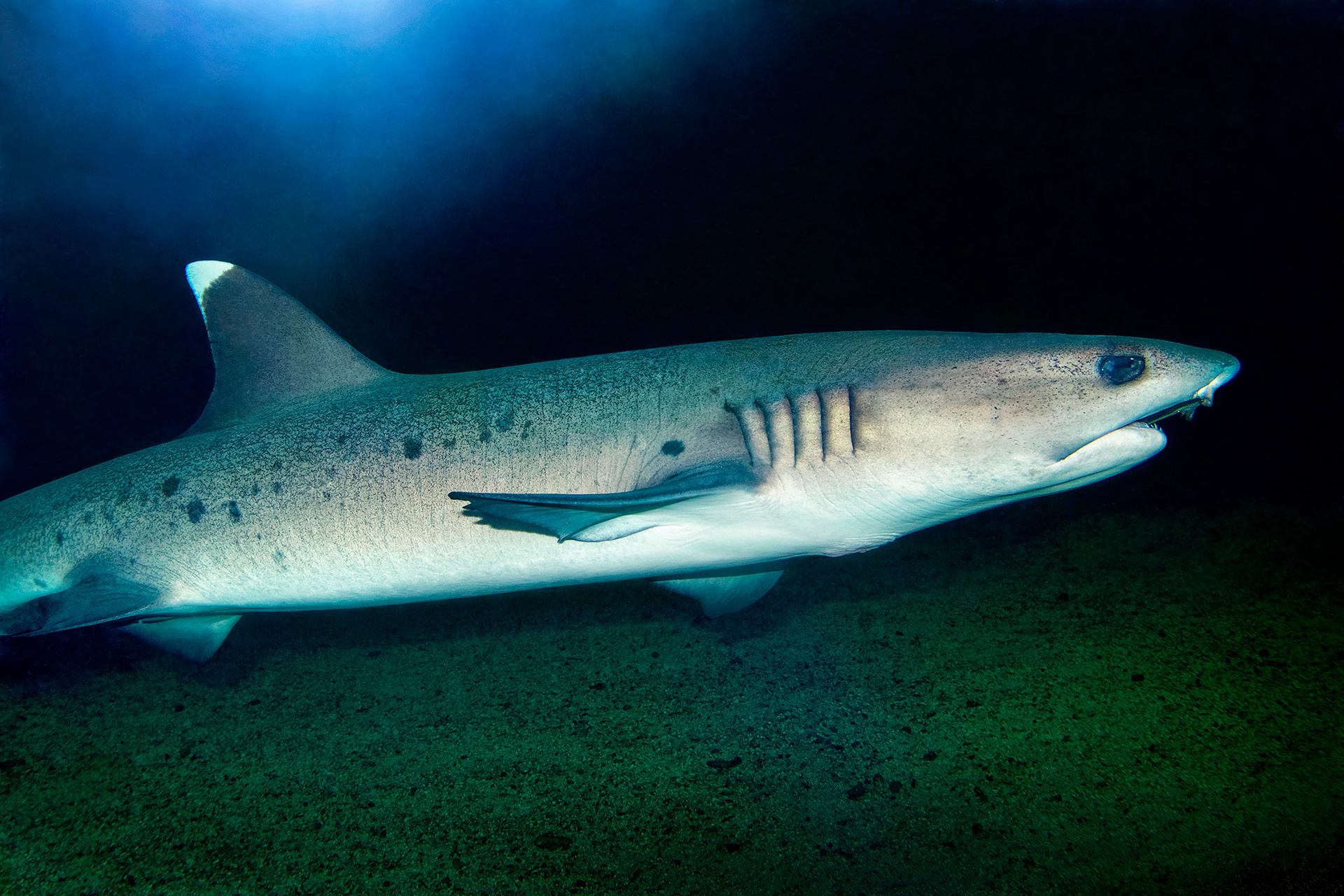 Whitetip reef shark - Triaenodon obesus