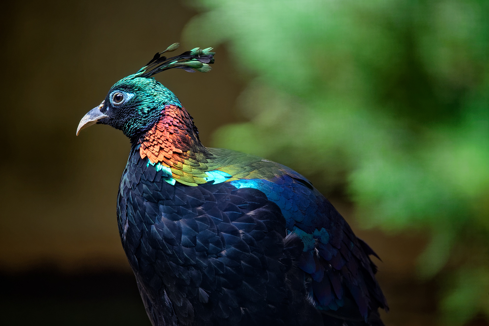 Himalayan monal (male) - Lophophorus impejanus