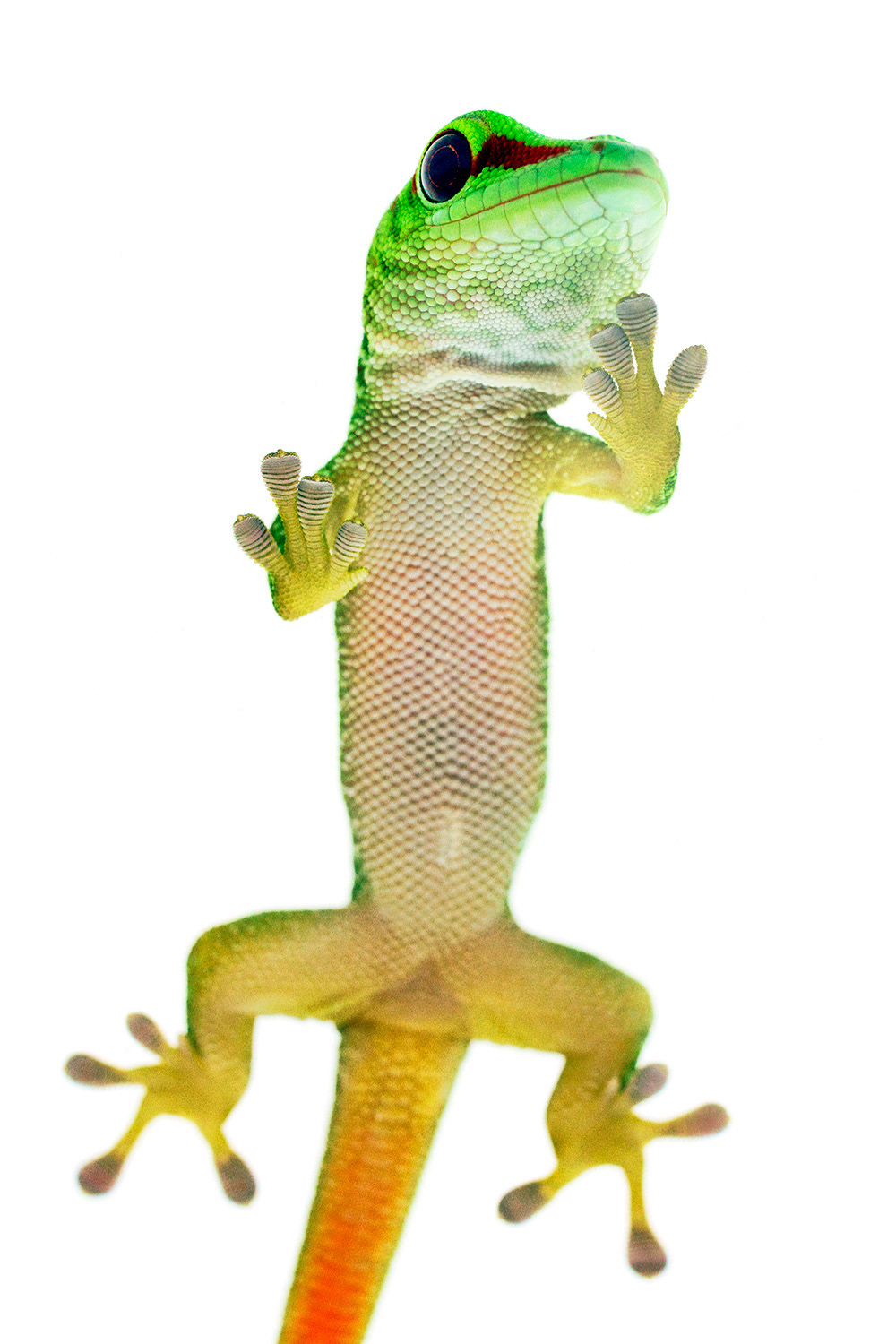 Madagascar giant day gecko -  Phelsuma grandis