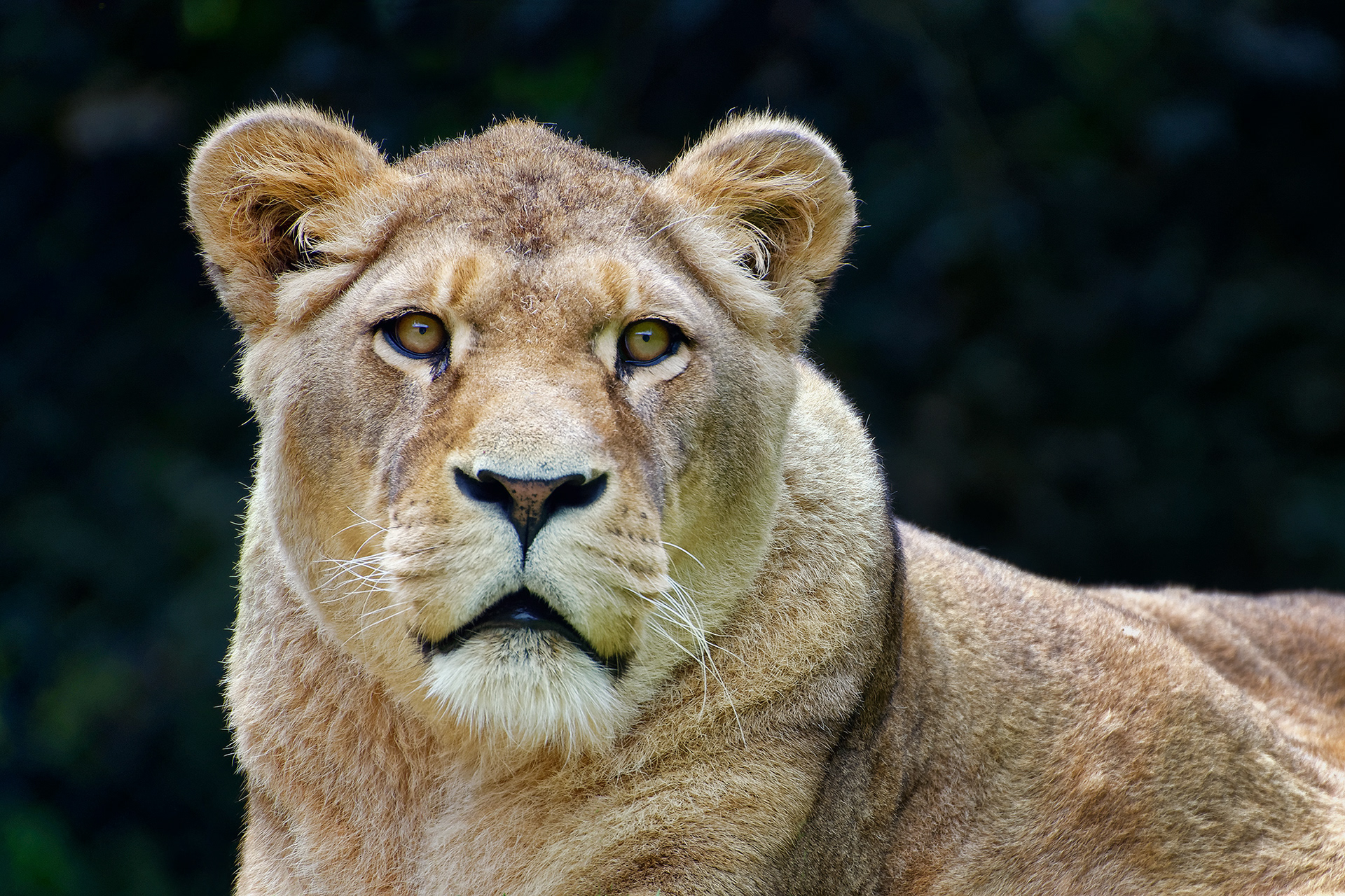 Lioness - Panthera leo