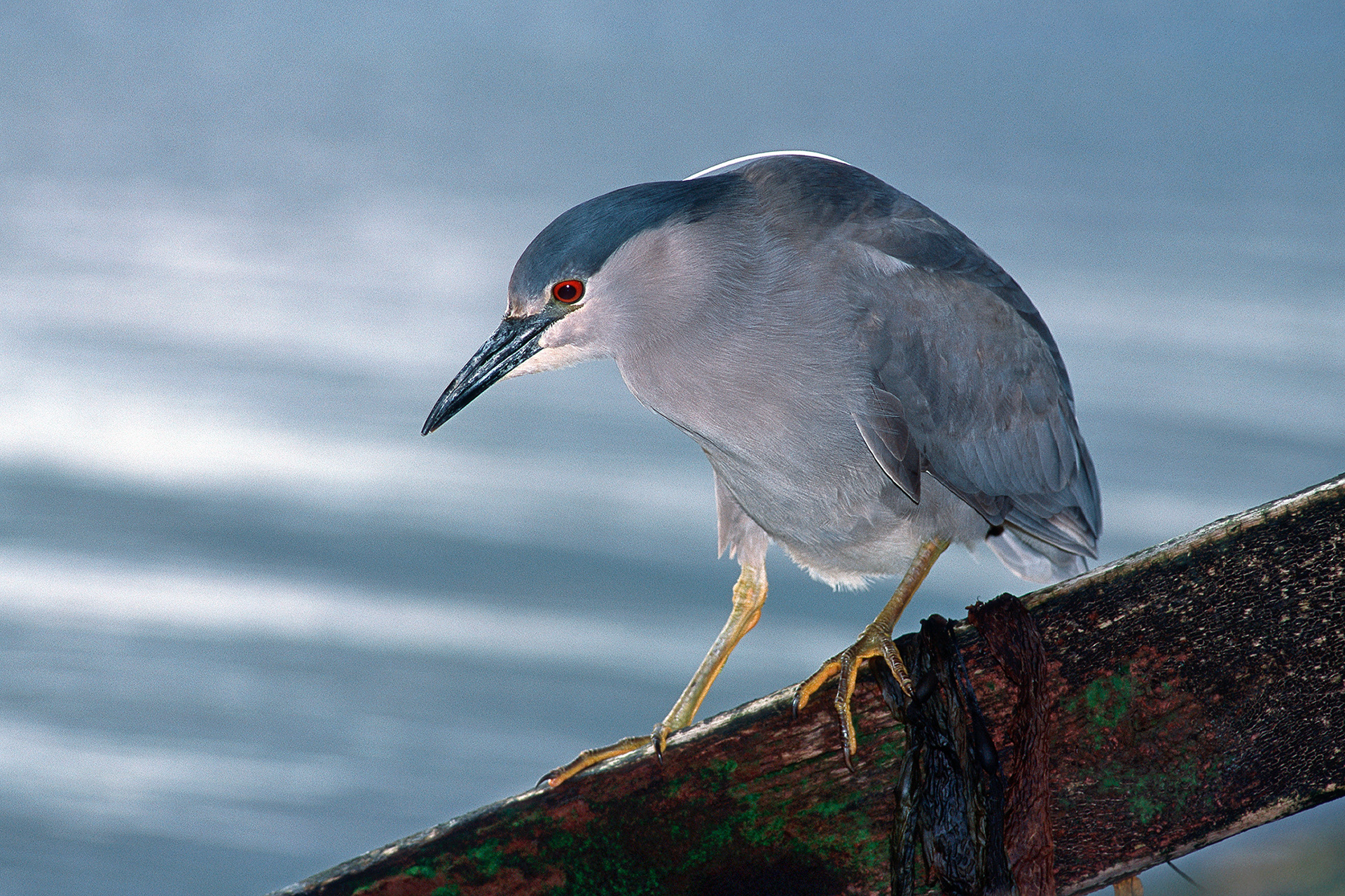 Black Crowned Night Heron - Nycticorax nycticorax cyanocephalus
