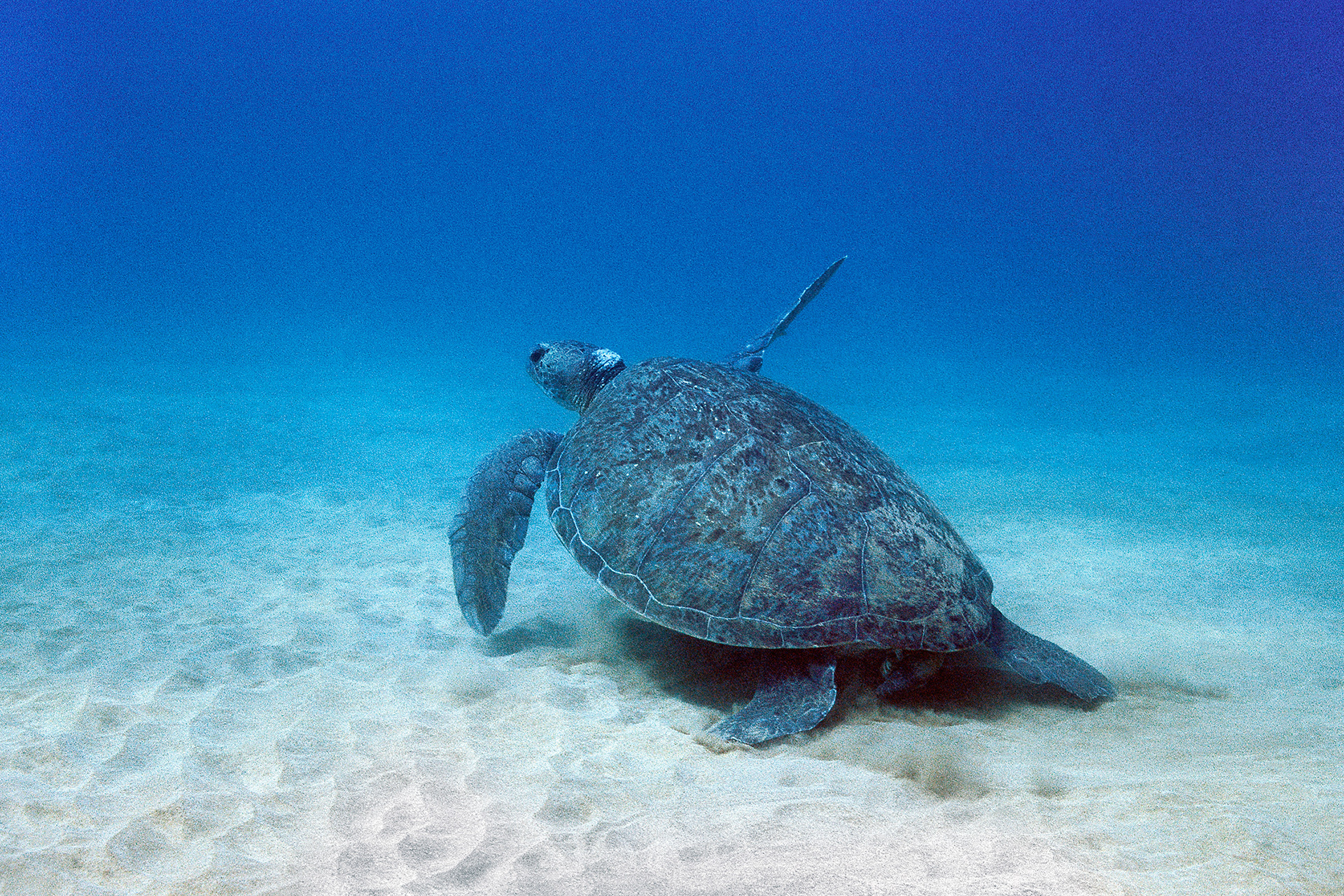 Green turtle - Chelonia mydas