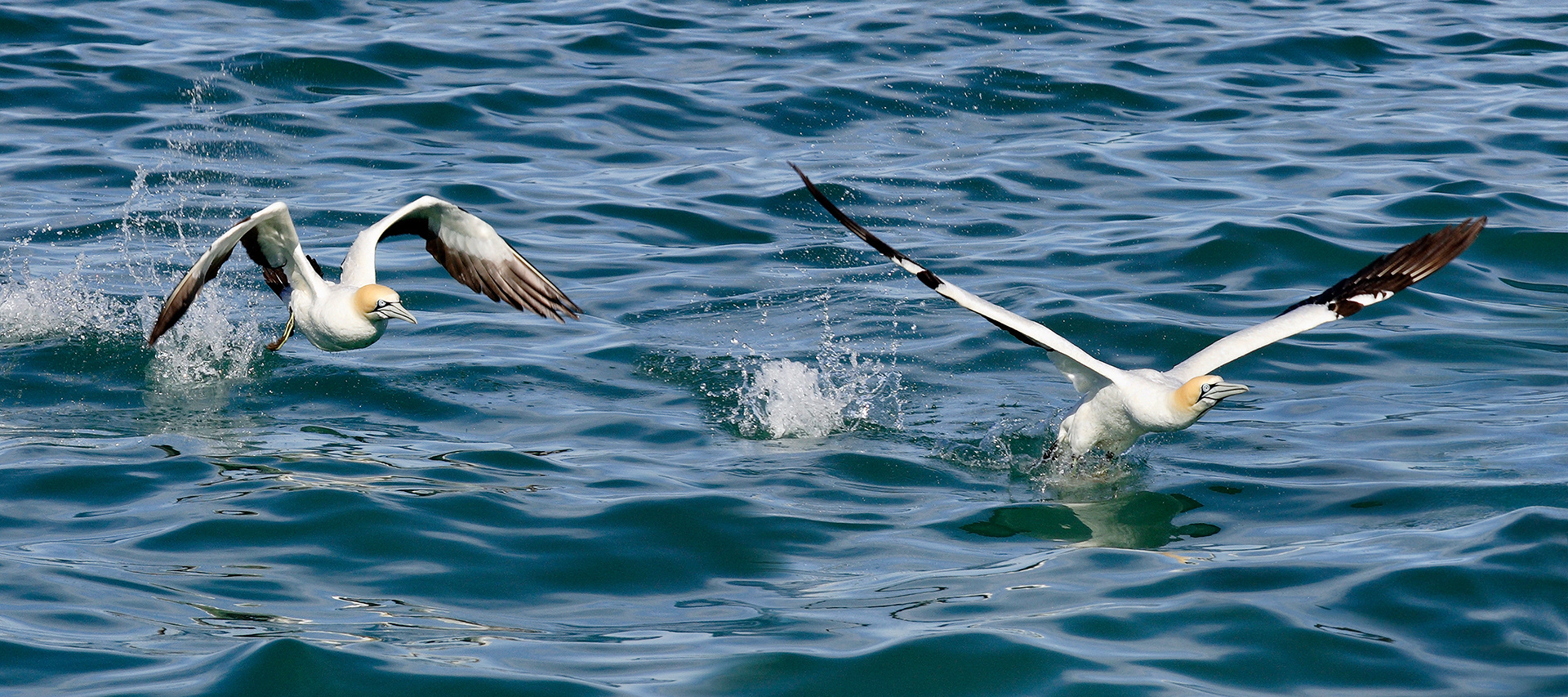 Cape gannet - Morus capensis