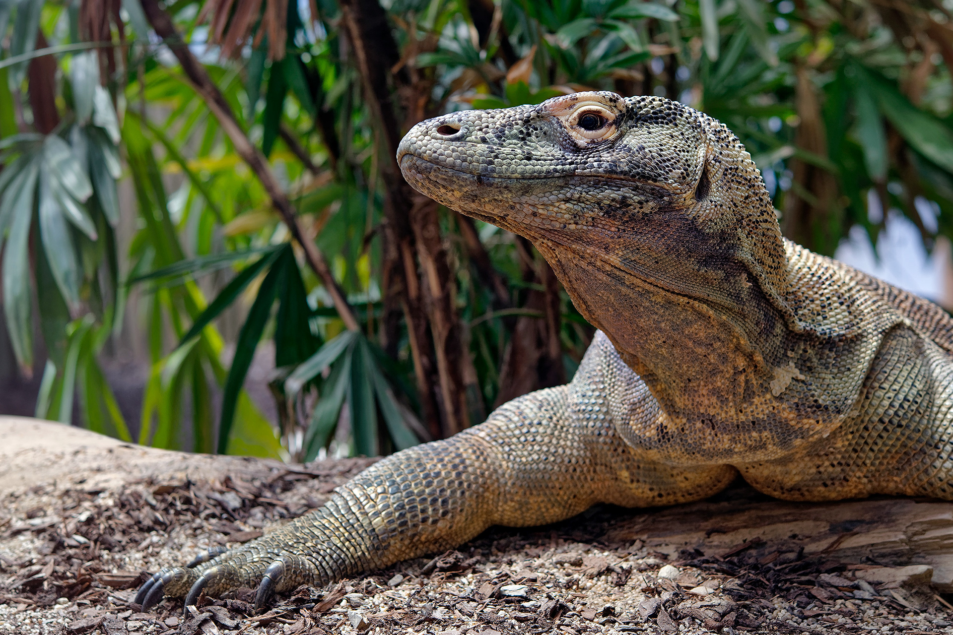 Komodo dragon (monitor) - Varanus komodoensis