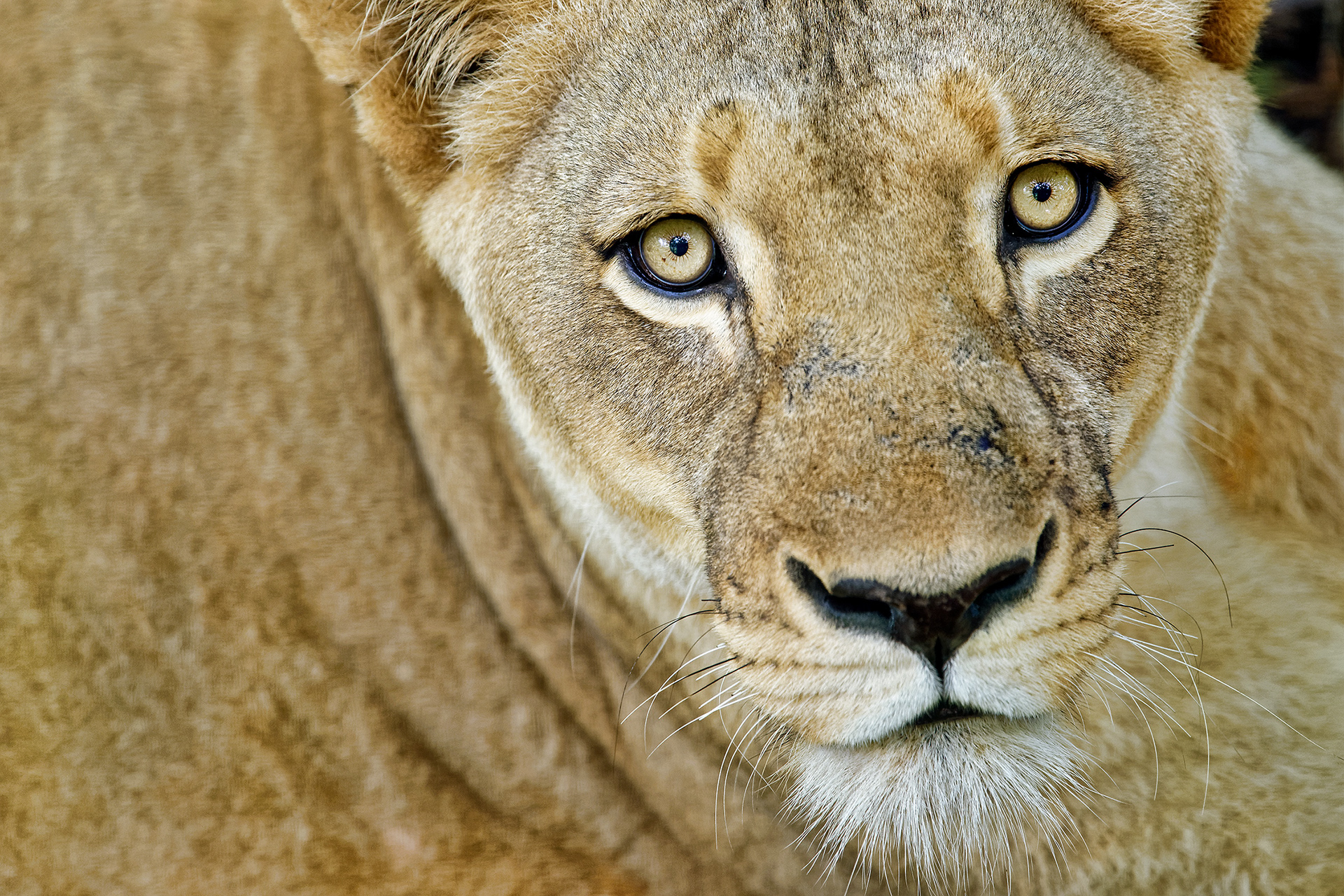Lioness - Panthera leo