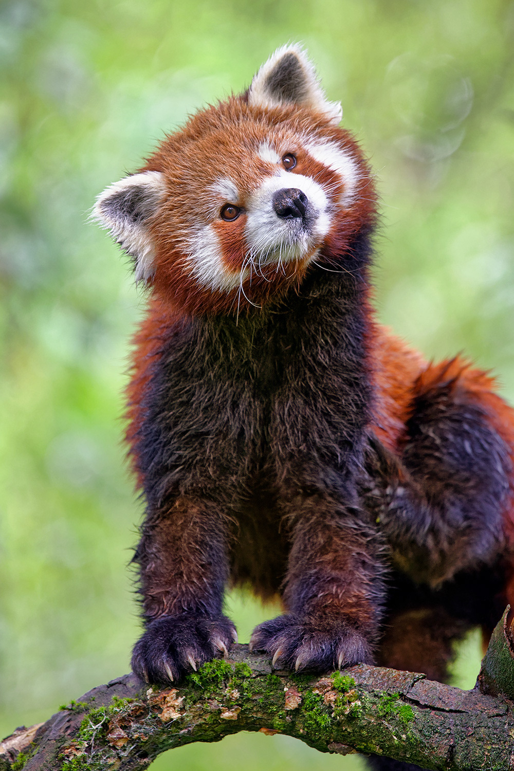 Red panda - Ailurus fulgens