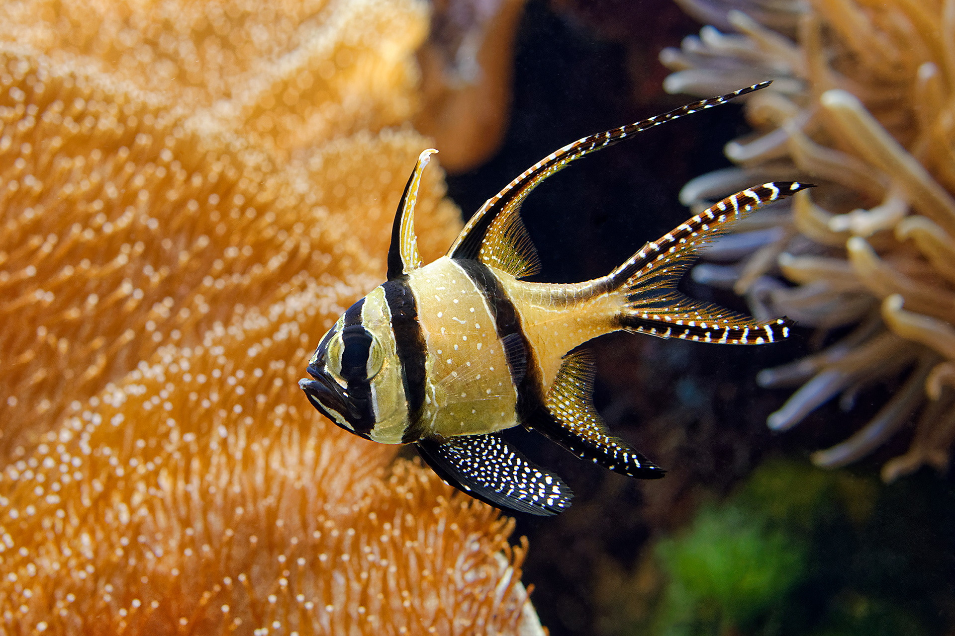 Banggai cardinalfish - Pterapogon kauderni