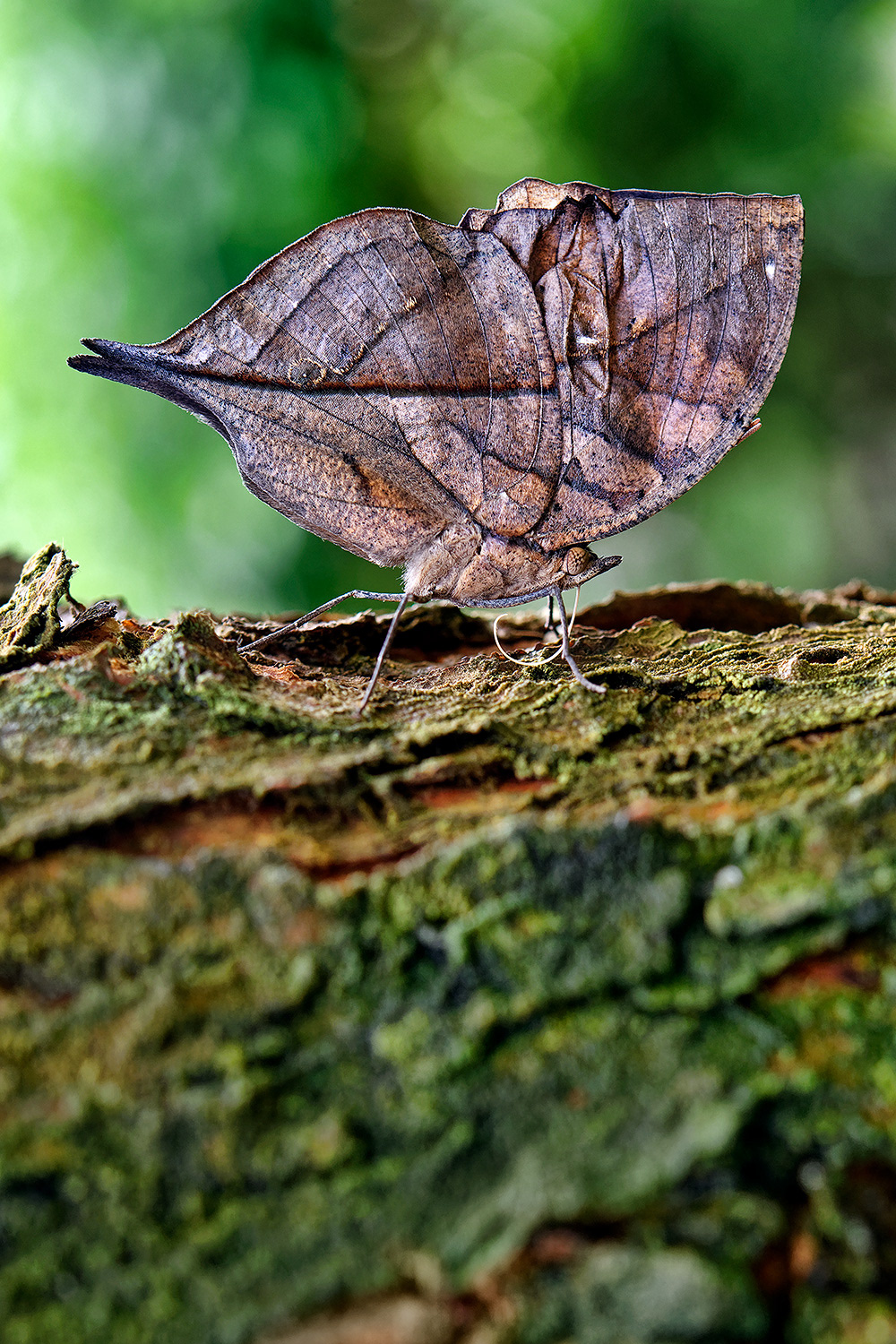 Dead leaf butterfly - Kallima inachus
