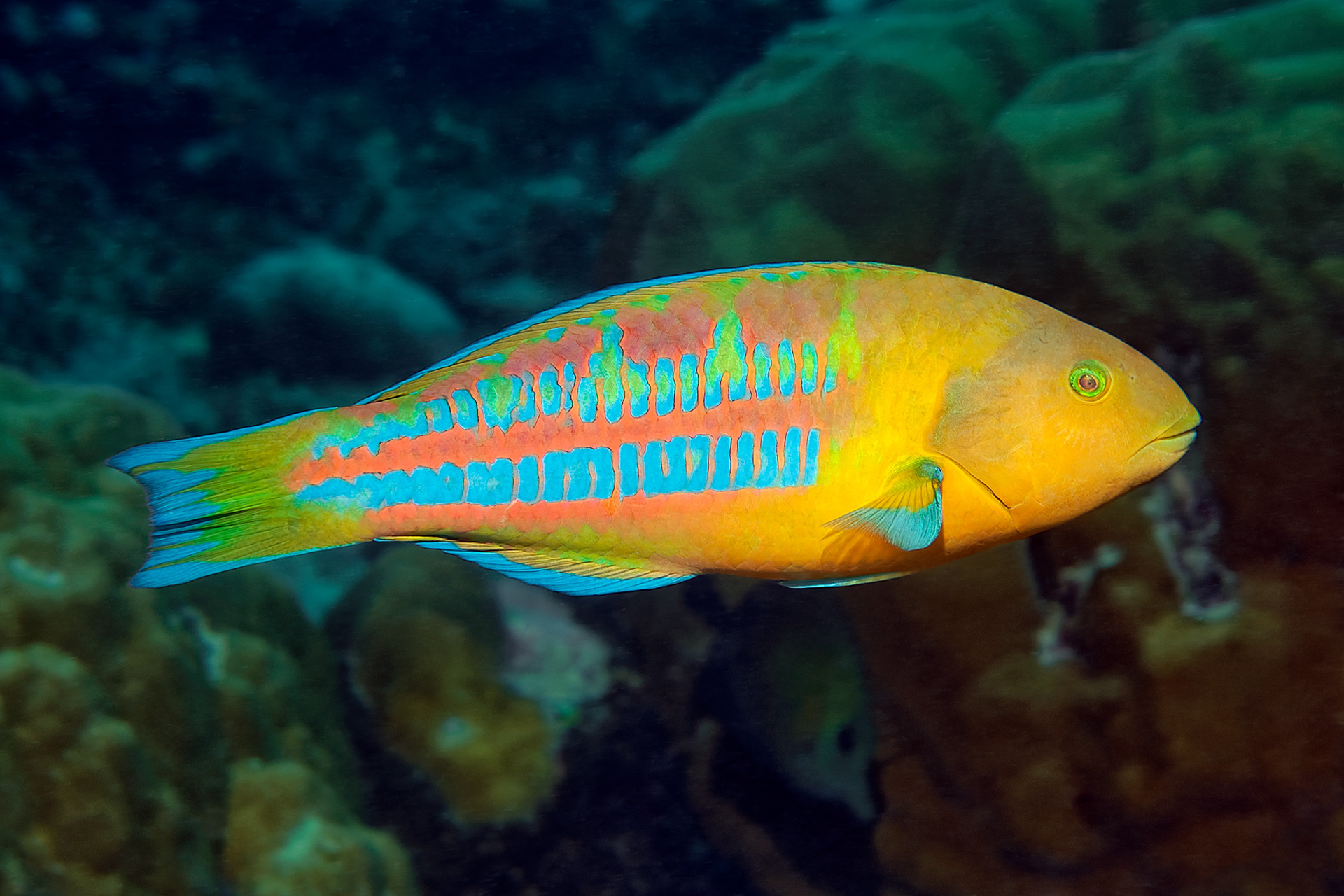 Christmas wrasse - Thalassoma trilobatum