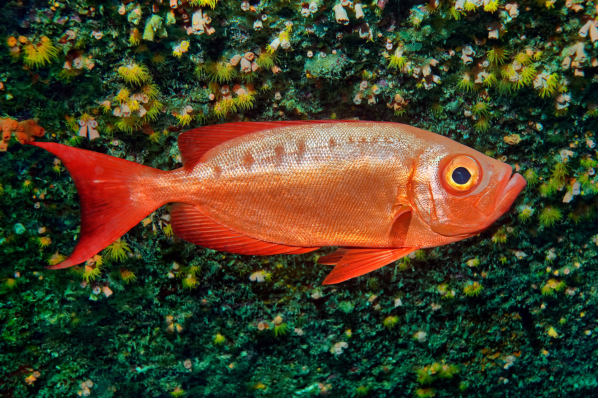 Moontail bulleye - Priacanthus hamrur