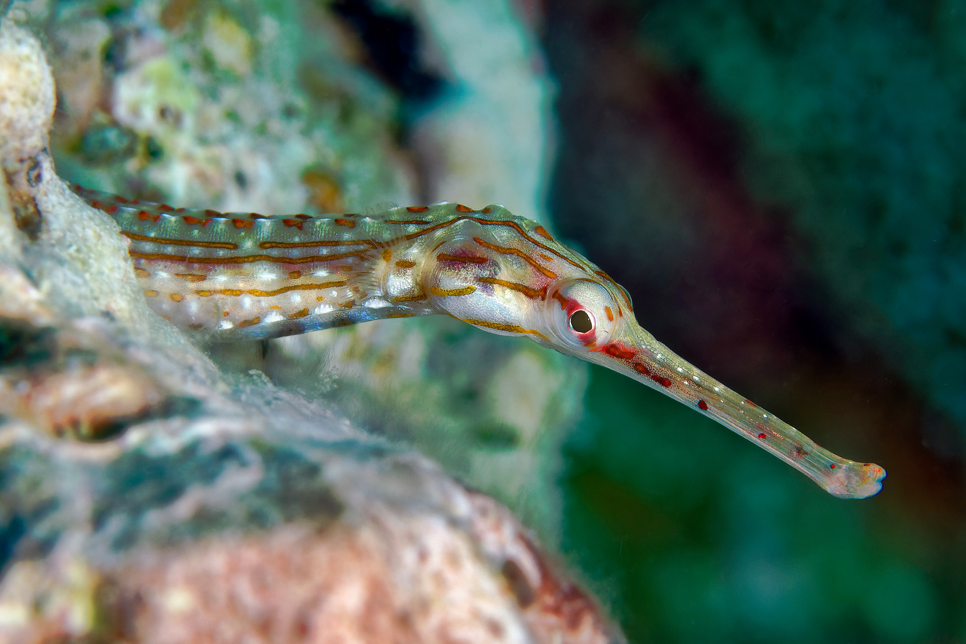 Pipefish - Corythoichthys sp.