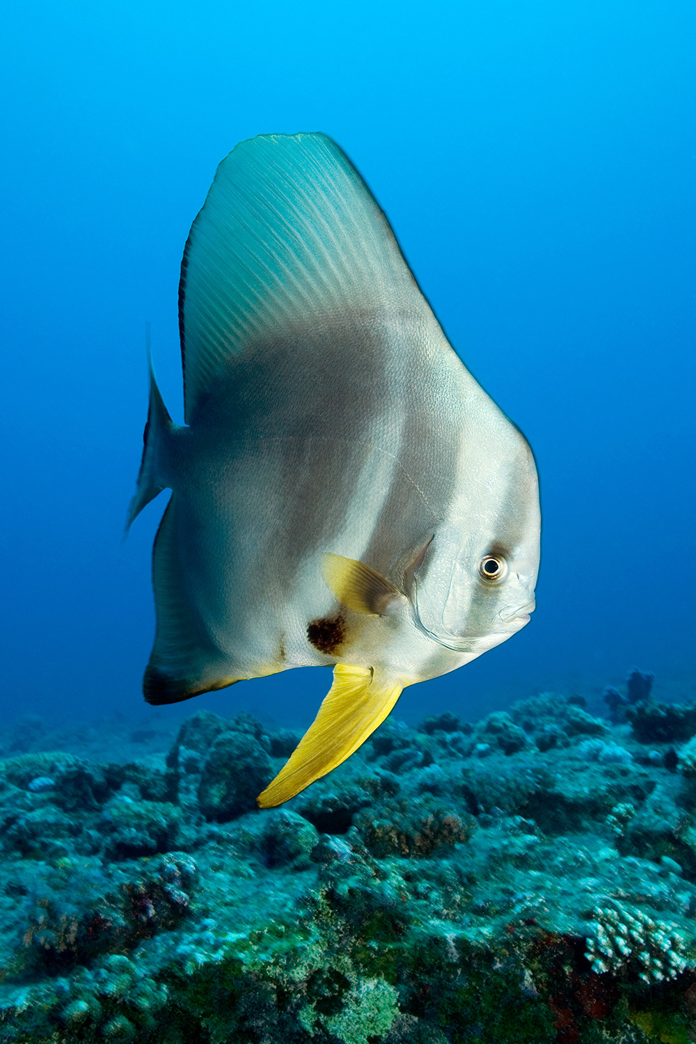 Longfin batfish - Platax teira