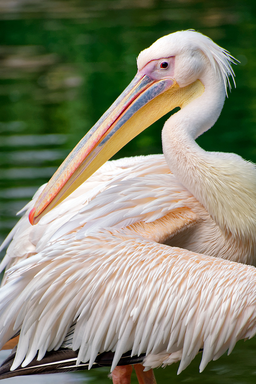 Great white pelican - Pelecanus onocrotalus