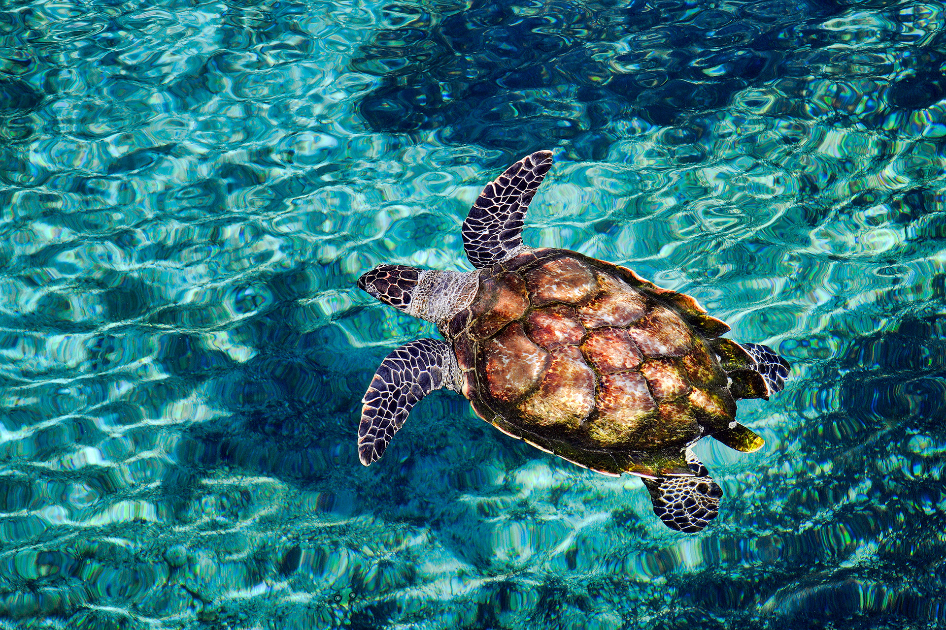 Hawksbill turtle  - Eretmochelys imbricata