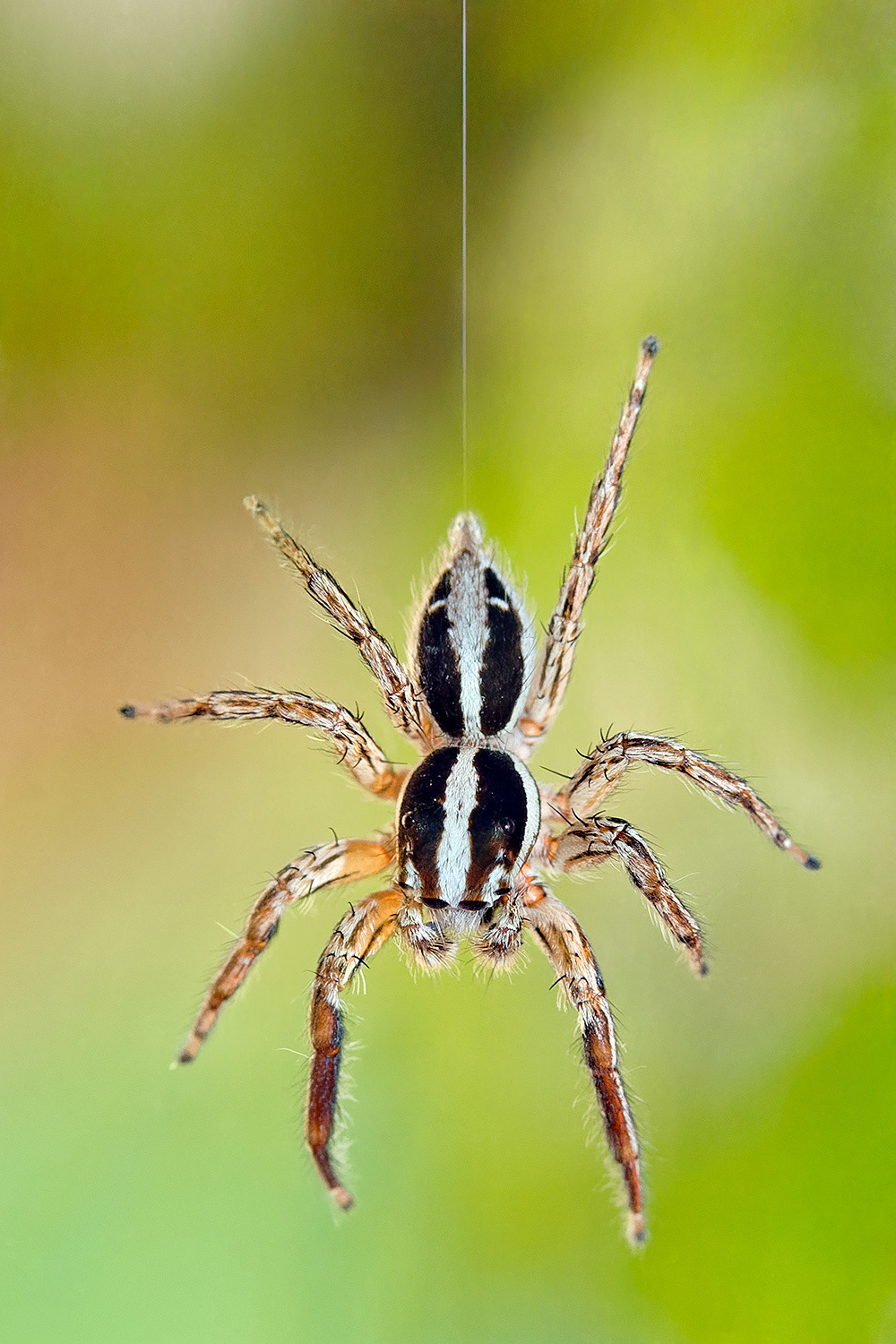 Jumping spider - Plexippus paykulli