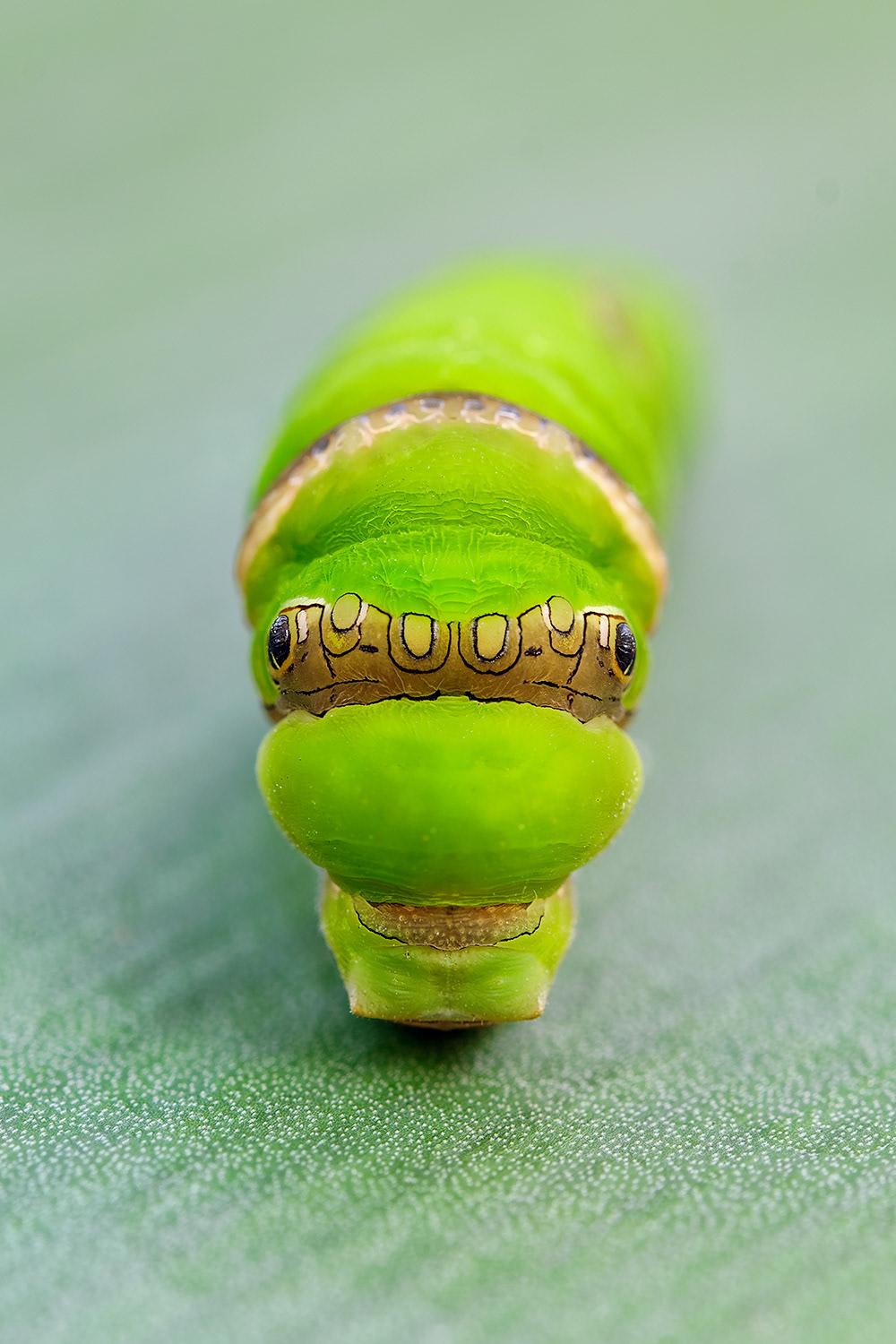 Citrus swallowtail caterpillar - Papilio demodocus