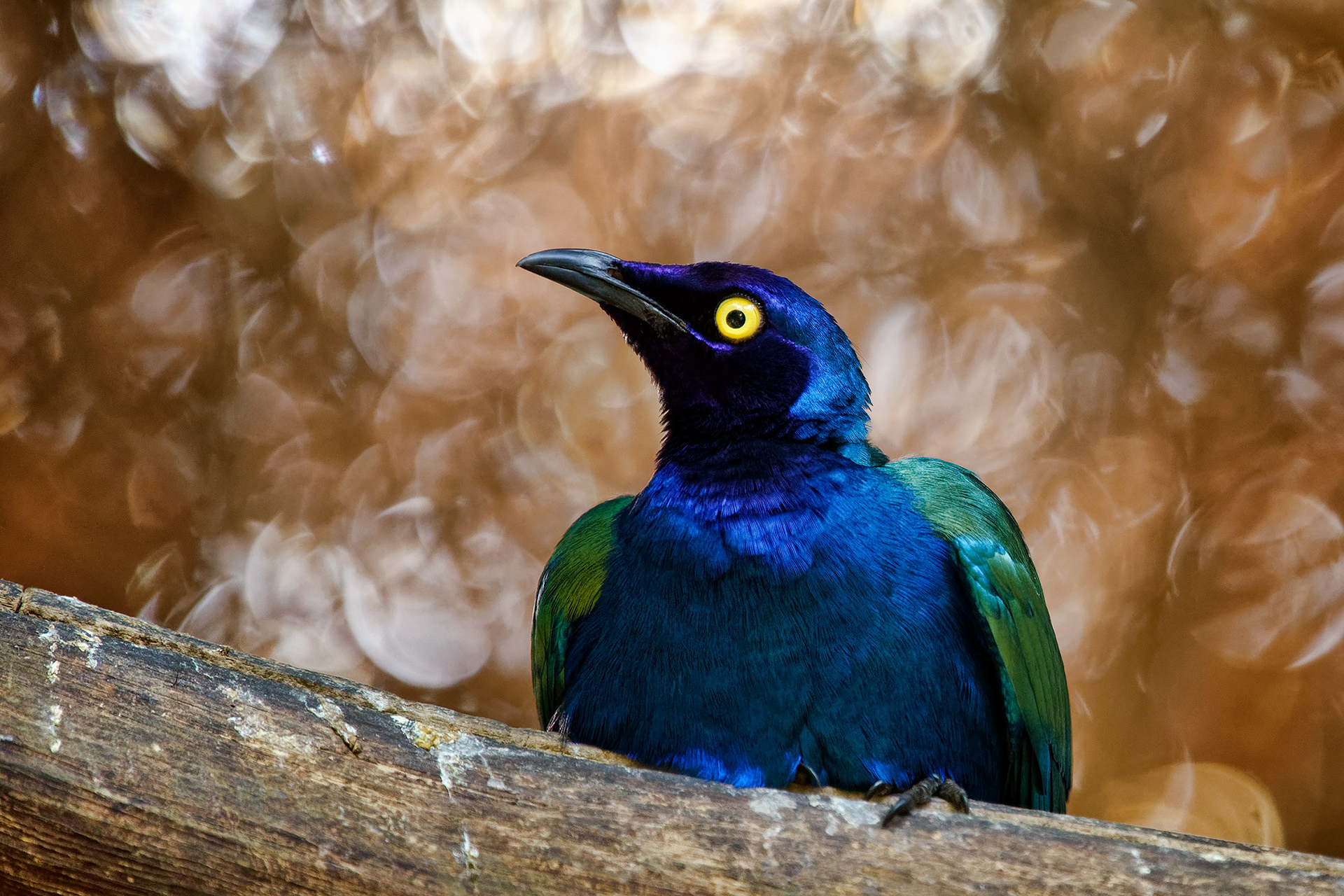 Purple glossy starling - Lamprotornis purpureus